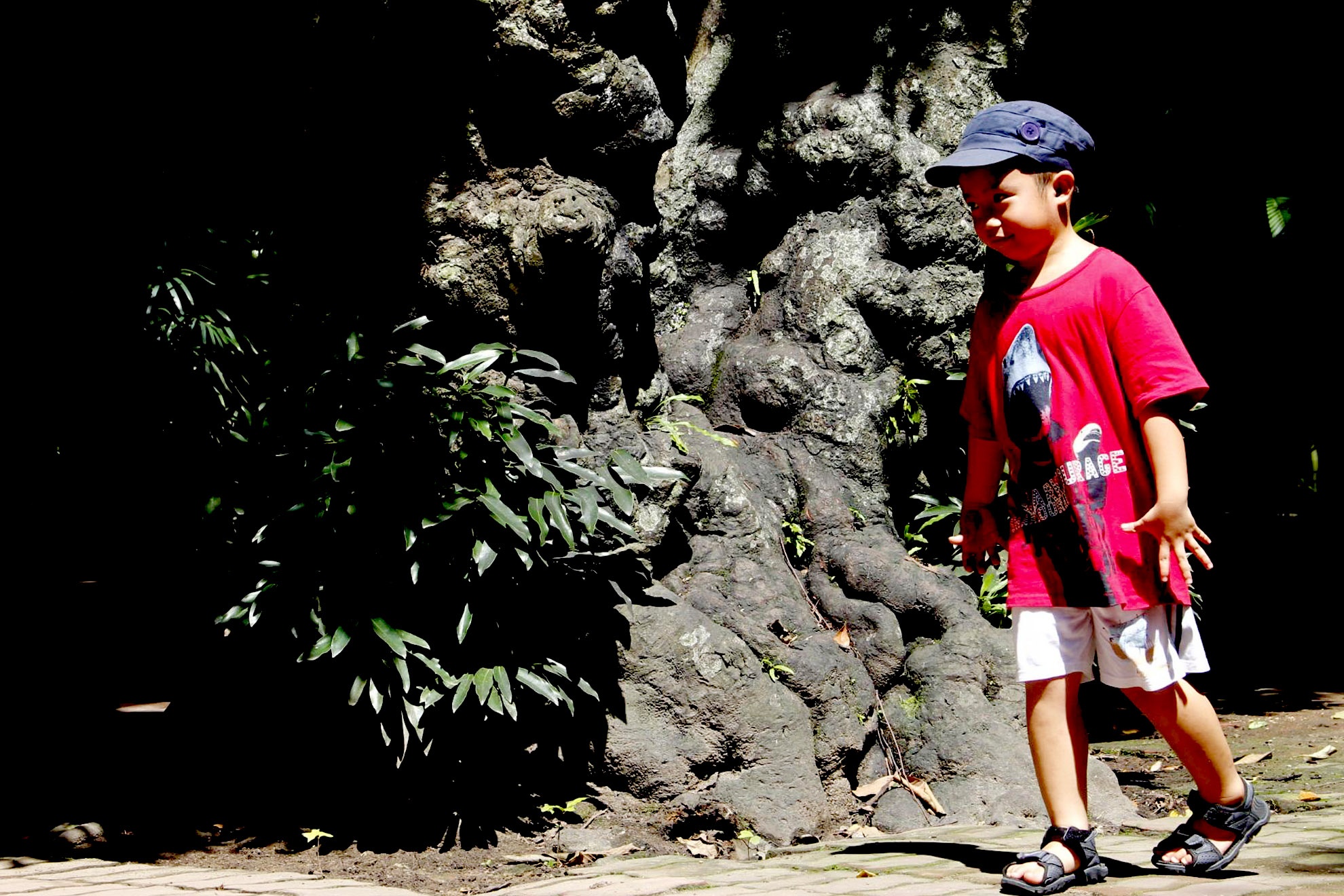 Vòng thân to đến hơn 2 người ôm mới hết, tán cây vươn cao hơn 10 mét.