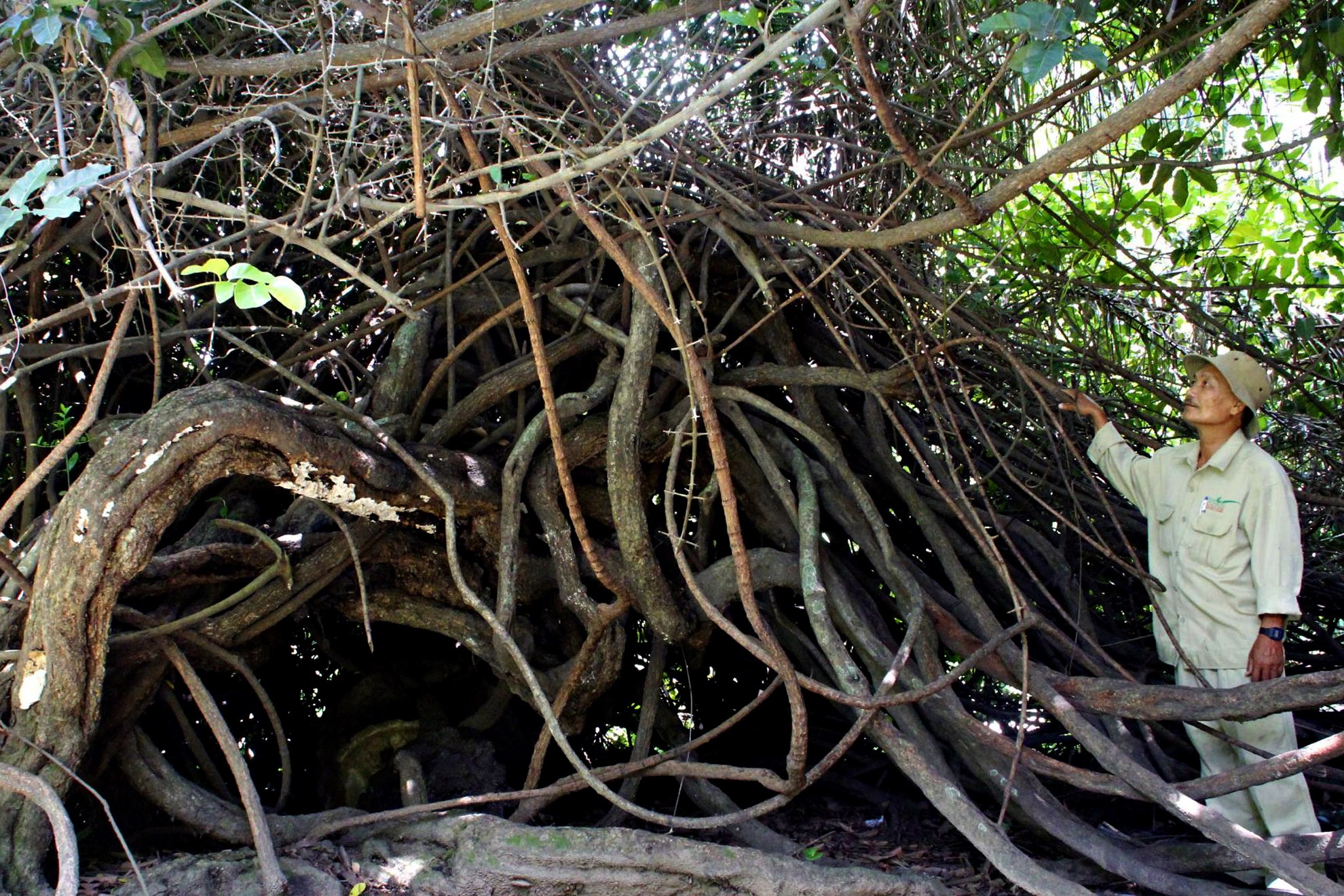 Theo chú Nguyễn Văn Sang đội phó đội cây xanh, người hơn 50 năm gắn bó với vườn thì cây dây gùi này là đại diện duy nhất và cuối cùng của rừng nguyên sinh Sài Gòn xưa còn đến hiện nay. Ngày trước Sài Gòn là một khu rừng nguyên sinh lớn, người Pháp khai phá mở rộng để xây dựng đô thị. Theo thời gian rất nhiều thảm thực vậy đặc hữu rừng nguyên sinh bị dẹp bỏ, chỉ giữ lại những cây cổ thụ lớn. Và cây dây gùi này là đại diện cuối cùng. Xét về tuổi cây còn lâu năm hơn cả thảo cảm viên.