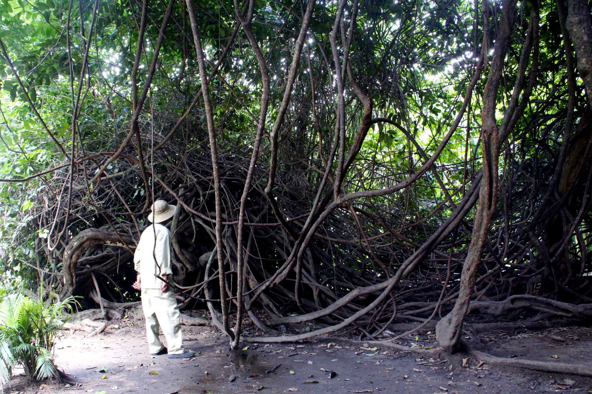 Hiện nay cây nằm ở cuối thảo cầm viên gần chuồng sư tử và được Ban quản lý xem như là “cây thần” có linh hồn. Không ai được phép chặt đốn hay có bất cứ hành động phá hoại nào. Trái của cây có thể ăn được khi chín màu vàng nhạt và có vị chua.  15_zing.jpg Chú Sang tâm sự, nhiều người nhìn thấy nghĩ cây bình thường nhưng cây dây gùi này có ý nghĩa lịch sử rất quan trọng để khẳng định nguồn gốc hình thành của vùng đất Sài Gòn xưa. Và chính vì ý nghĩa quan trọng đó mà hiện nay cây được chăm sóc rất đặt biệt.