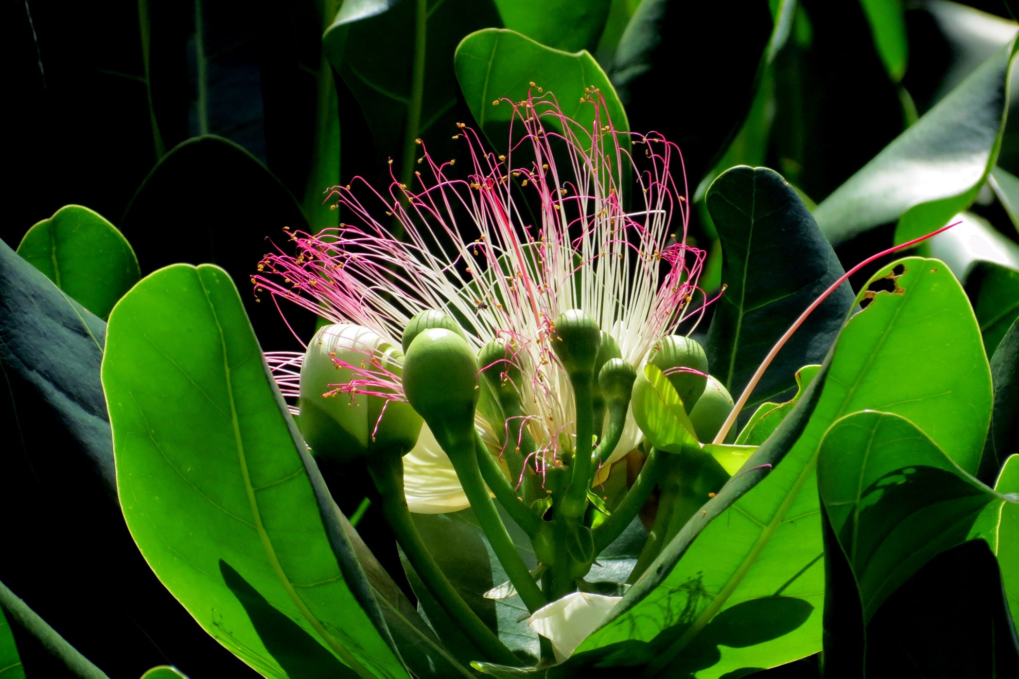 Bàng vuông được xem là loại cây tượng trưng cho tinh thần bất khuất, hiên ngang vượt qua sóng gió. Vô số những tua nhỏ màu hồng cánh sen kết cùng nhau tạo nên một đóa hoa rực rỡ. Mỗi trái bàng đều có bốn cạnh nên gọi bàng vuông. Trái từ màu xanh rồi chuyển sang vàng khi rụng và úa dần.  Ban quản lí giao thông đô thị số 1 cho biến sắp tới TP HCM dự định sẽ chọn những vị trí đẹp hai bên đường Hoàng Sa và Trường Sa trồng tiếp cây bàng vuông và phong ba chuyển về từ biển đảo xa, như tình cảm người lính dành cho đất liền.