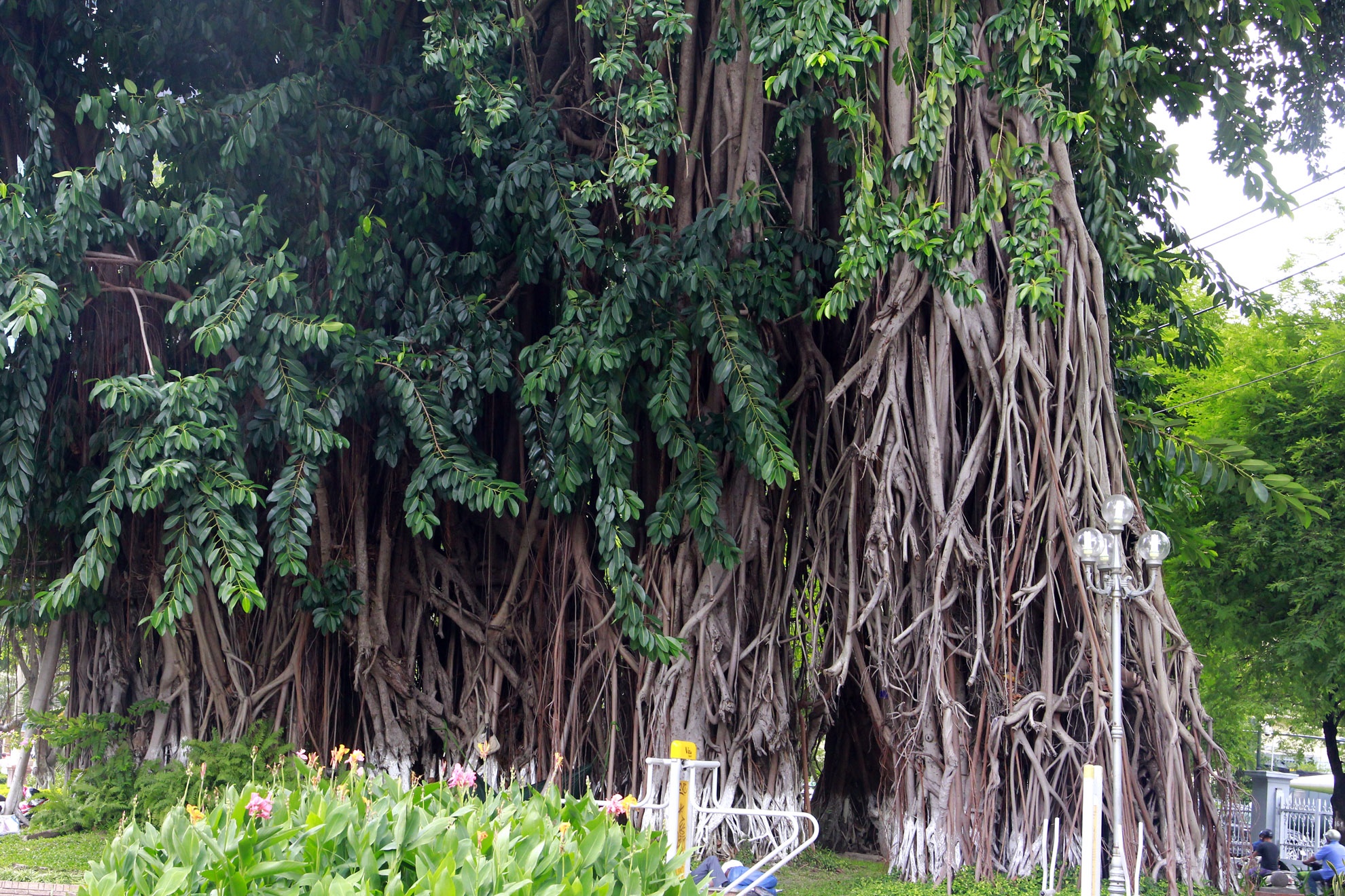 Lâu năm nhất Sài Gòn phải nói đến cây đa cổ thụ trên đường Lý Tự Trọng ngay trước Bảo tàng Thành phố Hồ Chí Minh, cây đã hơn 300 năm tuổi.