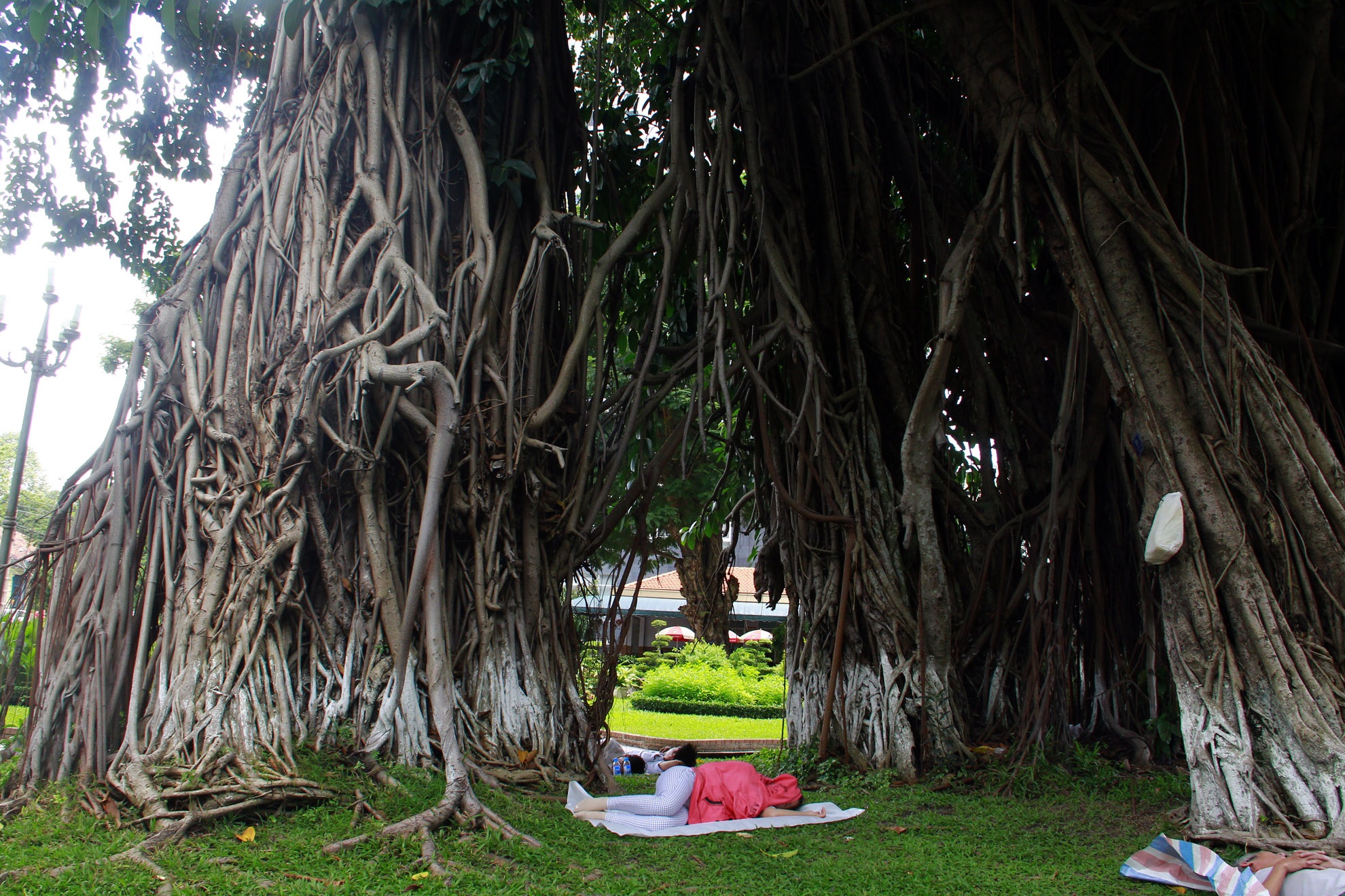 Qua hàng trăm năm cây vẫn không già yếu đi mà ngày càng khỏe mạnh và phát triển lớn hơn nữa. Tán cây vươn che mát cả một vùng rộng lớn. Rễ càng lan rộng đâm chi chít xuống mặt đất để giúp cây càng vững chãi.  3_zing.jpg Hàng ngày cây đa cổ thụ này vẫn làm nhiệm vụ tỏa bóng mát, là chỗ ngã lưng nghỉ ngơi giữa những ngày nóng bức của biết bao người. Cây đa này đã trở thành một biểu tượng xanh và gắn liền với đời sống tâm linh của những người Sài Gòn xưa.