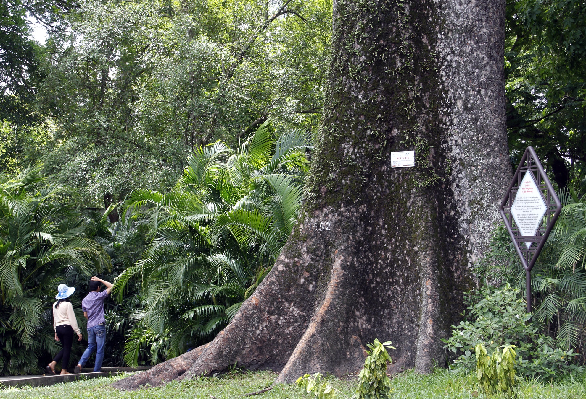 Cây sọ khỉ lớn nhất thảo cầm viên với mã số 1552 và cũng là cây lớn nhất thành phố. Cây cao hơn 40 mét và đường kích thân cách gốc 1.3m là gần 4 mét. Năm 1864 Thảo cầm viên được thành lập, Năm 1865 cây được trồng và đến nay đã hơn 149 năm.