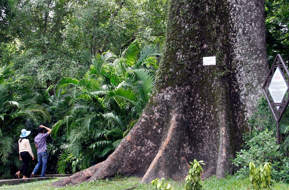 Nhung cay xanh doc nhat tu thuo Sai Gon lap dia hinh anh
