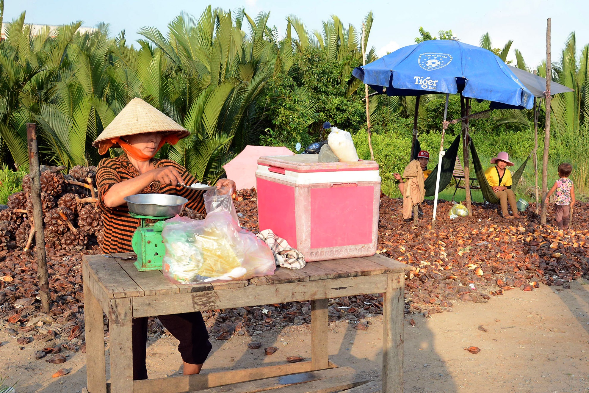 Từ Cần Giờ, dọc trên con đường về TP.HCM, du khách sẽ dễ dàng bắt gặp hình ảnh những quán bán món dừa nước đầy hấp dẫn hai bên đường rừng Sác. Chị Phạm Thi Hồng (48 tuổi) làm nghề hái dừa đã hơn 20 năm nay cho biết: Hiện đang vào mùa dừa nước thơm, dẻo và ngọt nhất trong năm.