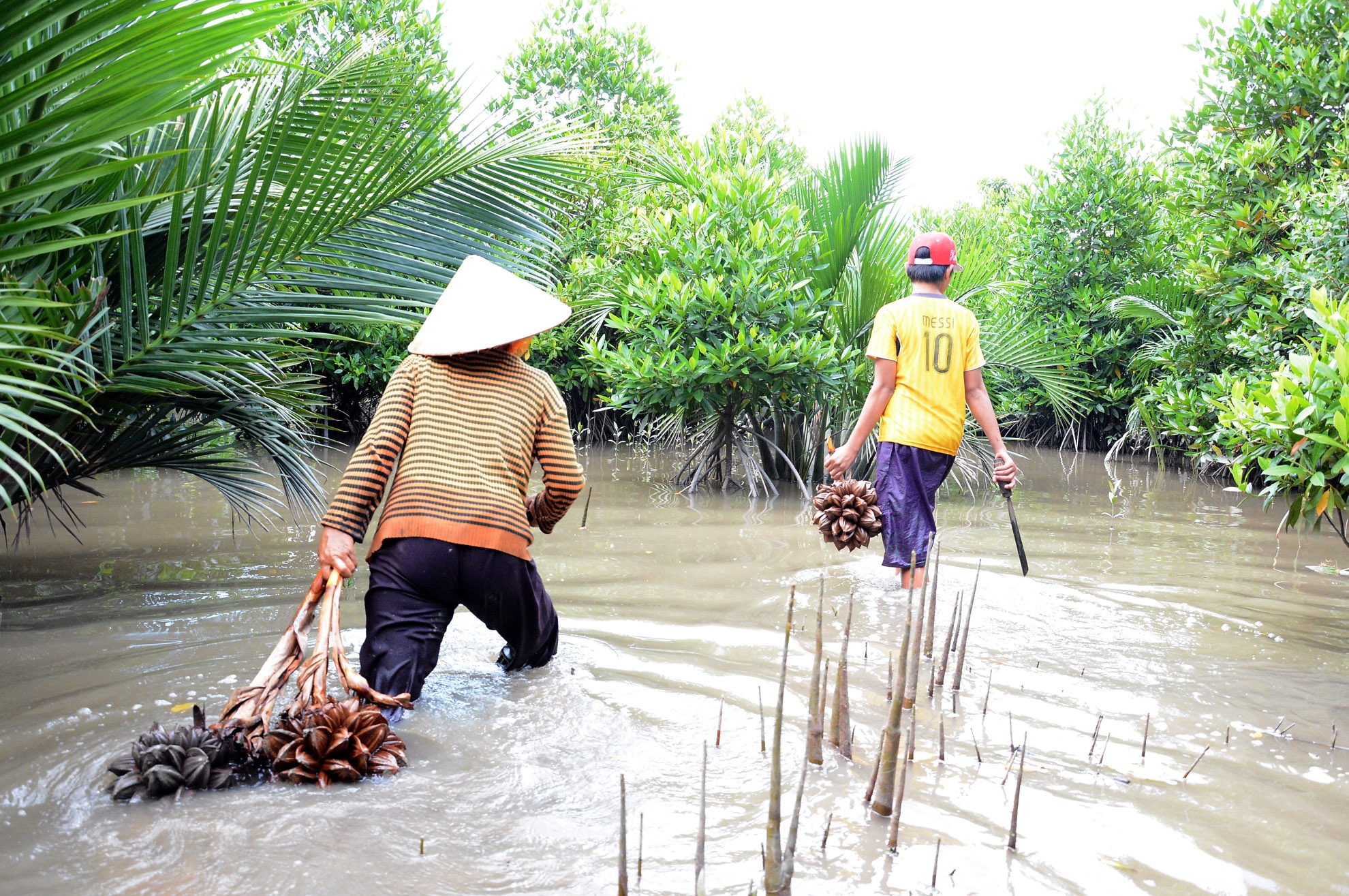 Mỗi một lần như vậy, chị Hồng chặt từ 40 đến 50 quầy dừa. sau đó tập kết lại để mang ra khỏi rừng.