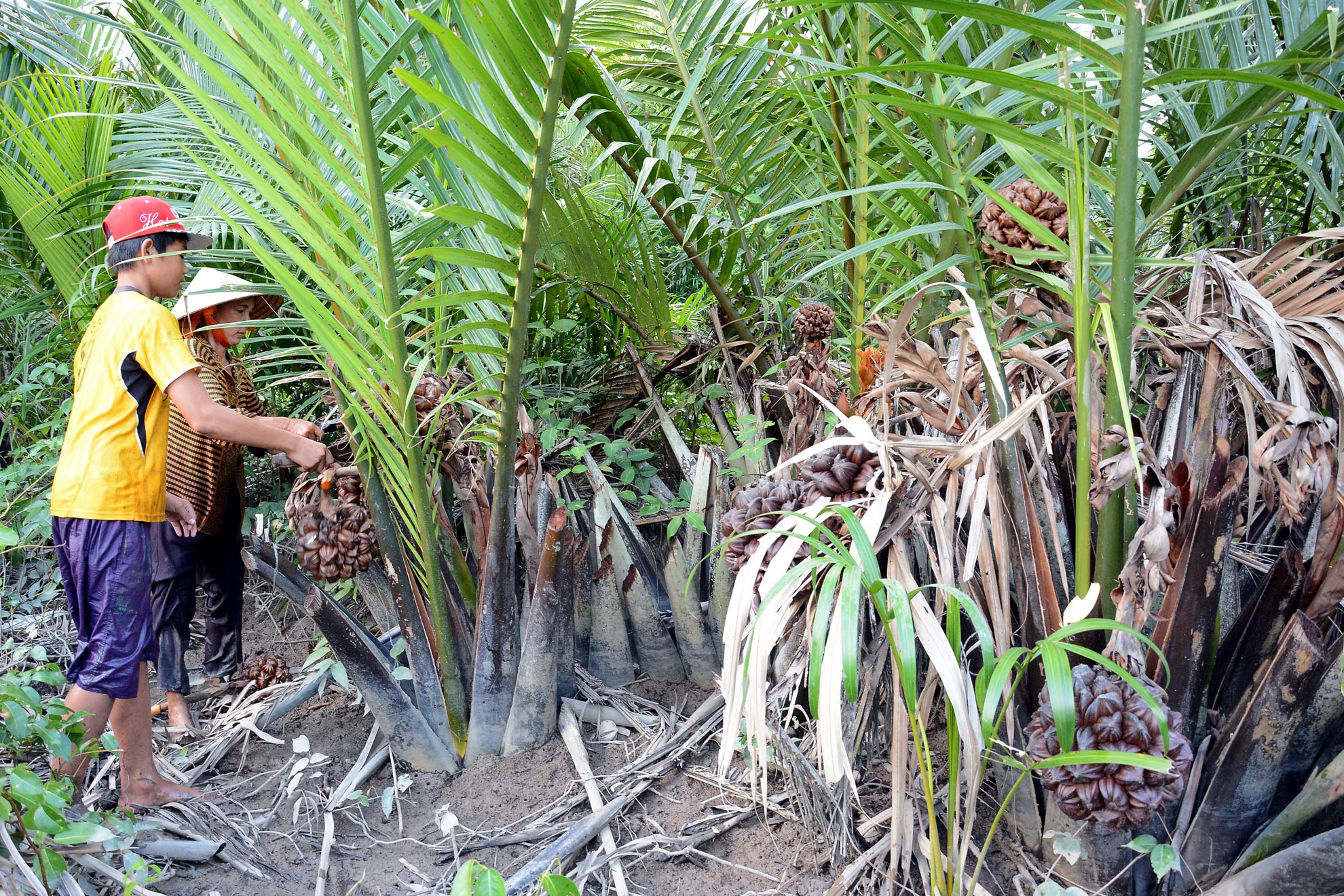 Dừa nước mọc trong những vùng sình lầy dọc theo bờ sông, hay vùng ven cửa biển có thủy triều lên xuống, có nước chảy chậm bồi đắp phù sa dinh dưỡng. Để chặt được những quầy dừa nước ngon nhất, chị Hồng và mọi người phải lội bùn lầy đi sâu vào trong rừng ngập mặn.