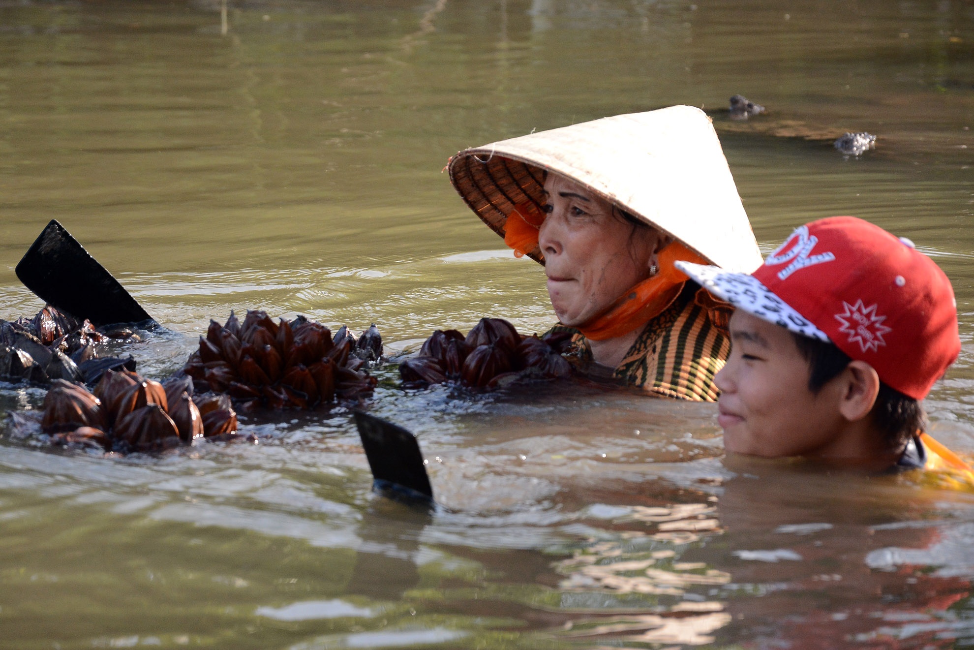 Mỗi quầy dừa nặng gần chục ký, muốn mang ra họ phải chờ nước lớn buộc dừa thành chùm rồi lội nước đẩy ra.