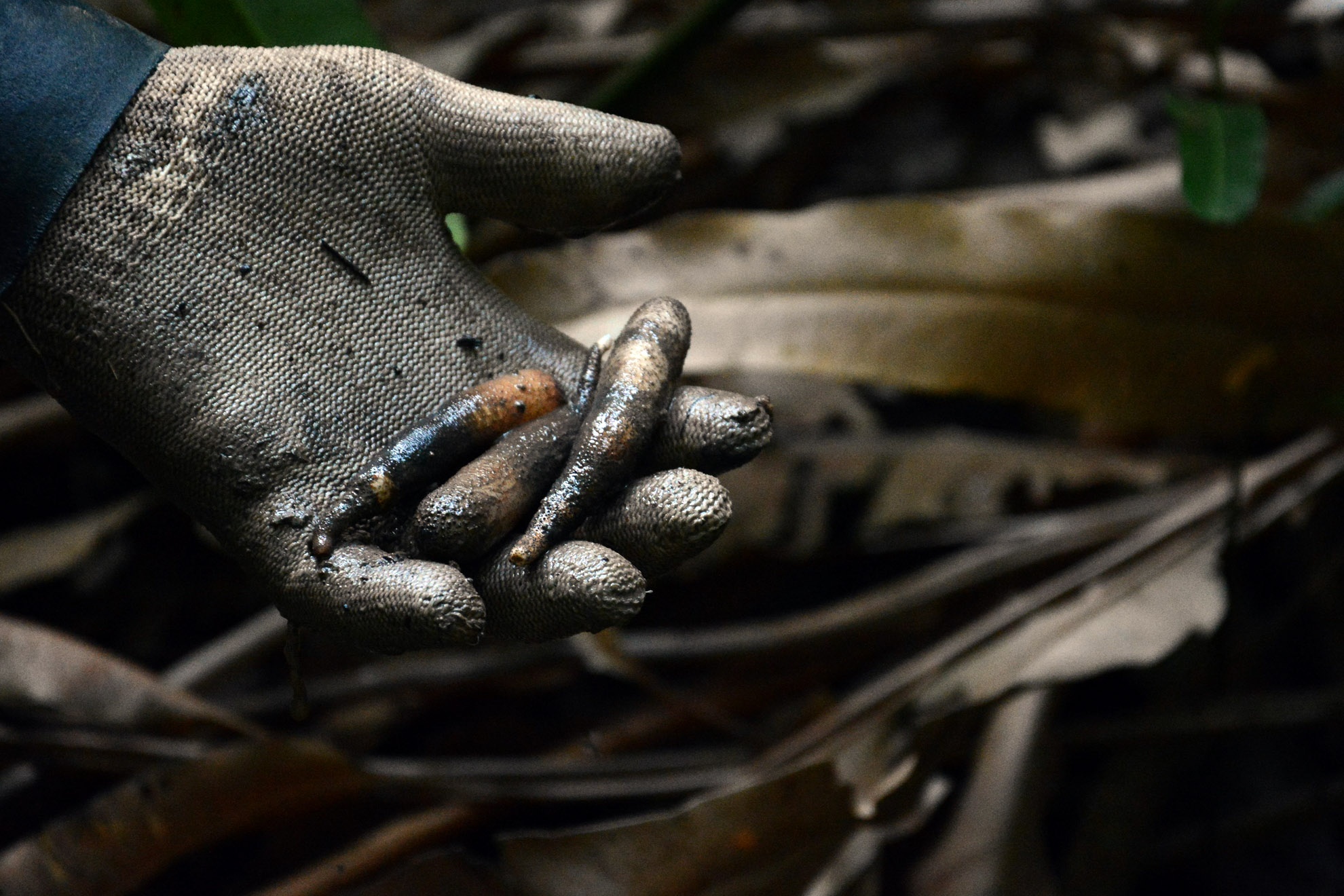 Con sâu đất cỡ bằng ngón tay út, thân hình trụ thon dạng ống, dính bùn nên có màu nâu hồng nhạt.  