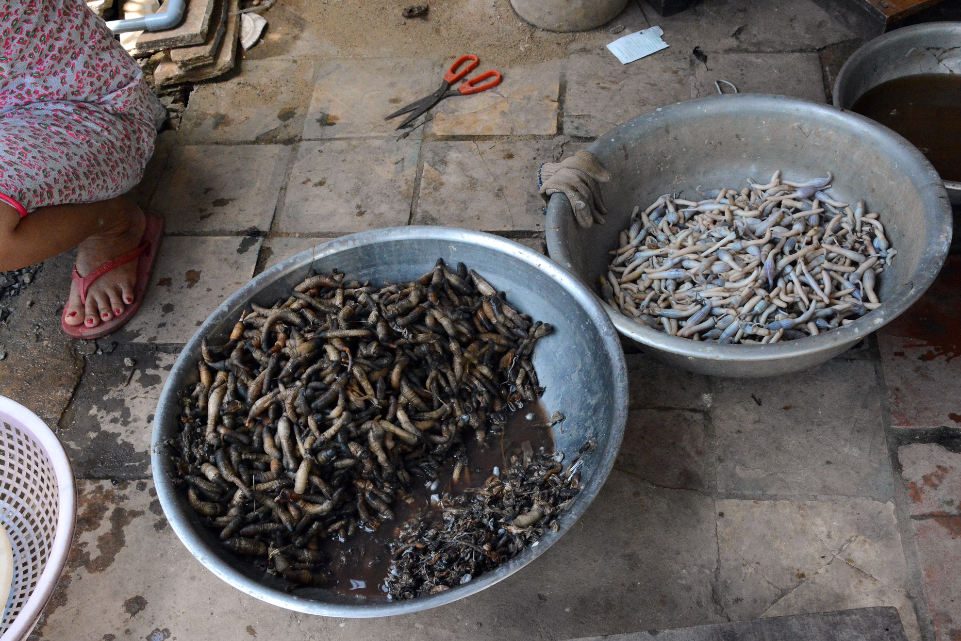 Sâu đất sau khi rửa sạch được cho vào nước vôi. Sau vài giờ, vỏ ngoài địa sâm sẽ phồng to, lúc này chỉ việc bóc vỏ là có những miếng địa sâm màu nâu bạc. Dùng chiếc đũa luồn vào đầu kín của sâu đất cho thông suốt qua vòi miệng để lộn trái, bỏ nội tạng đất cát rồi rửa sạch.