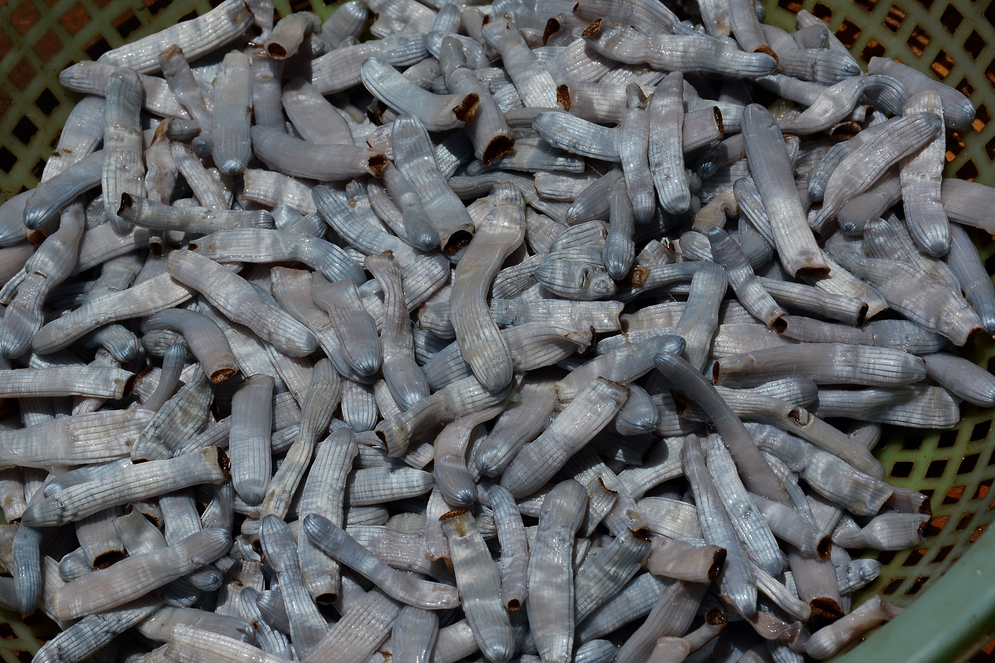 Những con sâu đất sau khi lộn ruột, làm sạch sẽ được bán cho các nhà hàng ở Sài Gòn với giá 300 ngàn/kg. 