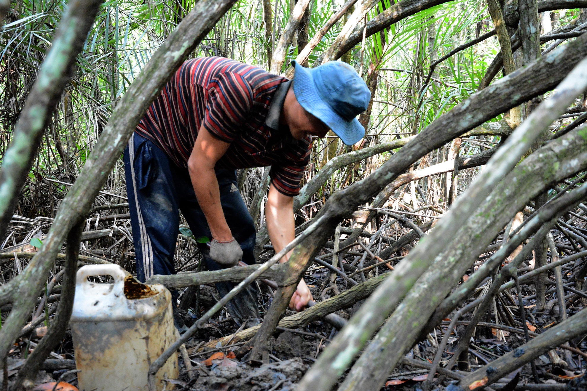 Sâu đất nằm dưới hang trong những cánh đồng rừng đước, dưới lớp đất bùn, người đi săn phải đào hang, kiếm lỗ mới bắt được sâu đất.  