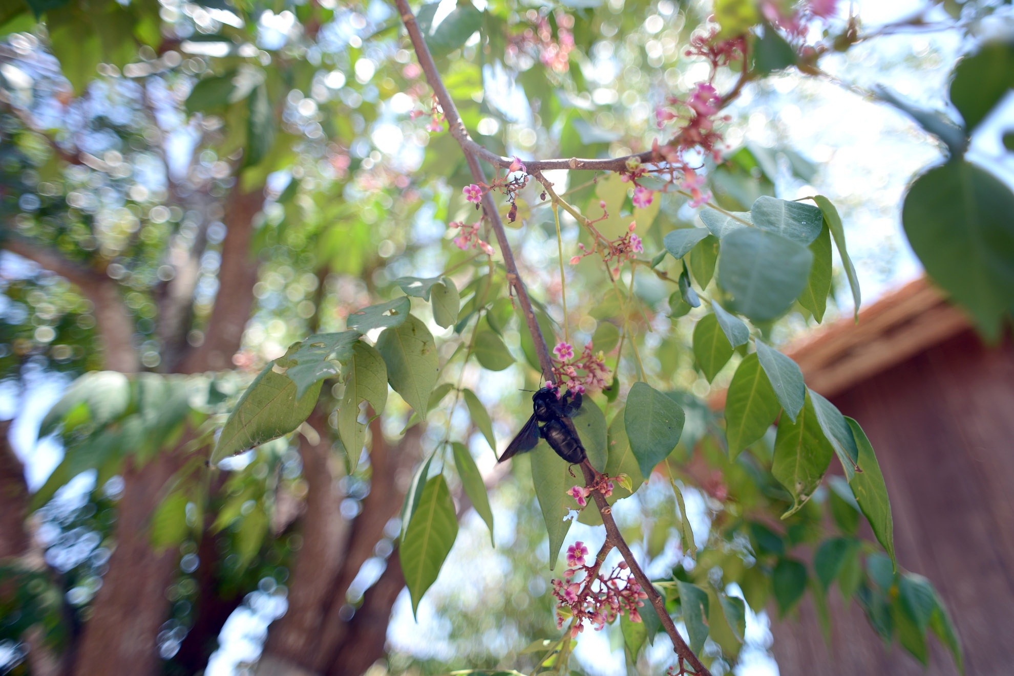 Dù đã hơn trăm tuổi, cây khế vẫn đều đặn ra hoa bói quả. Mùa tiếp mùa cây khế cổ thụ