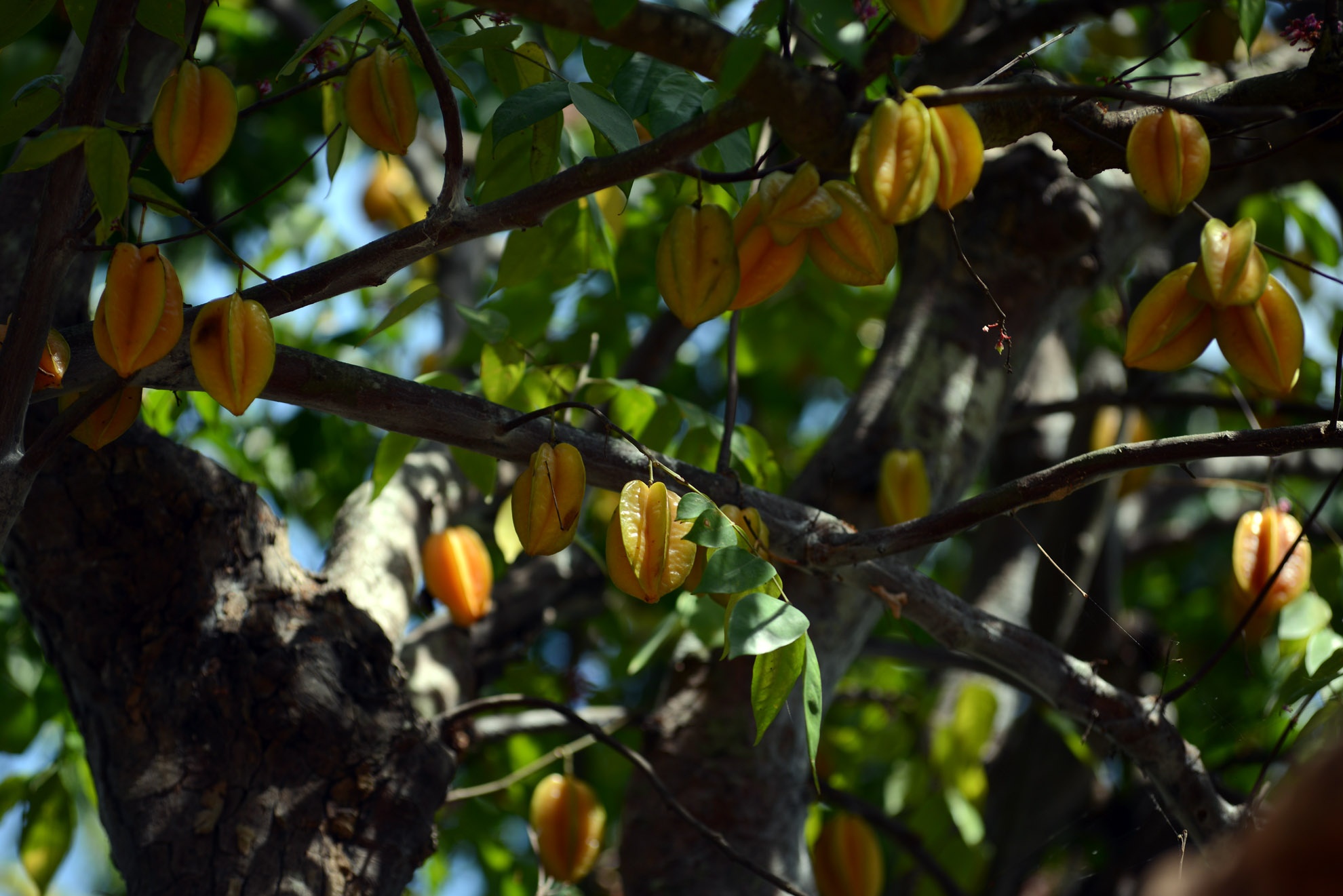 Năm nay do hạn nặng nên dù rất sai quả nhưng quả khế không to như những năm trước. 