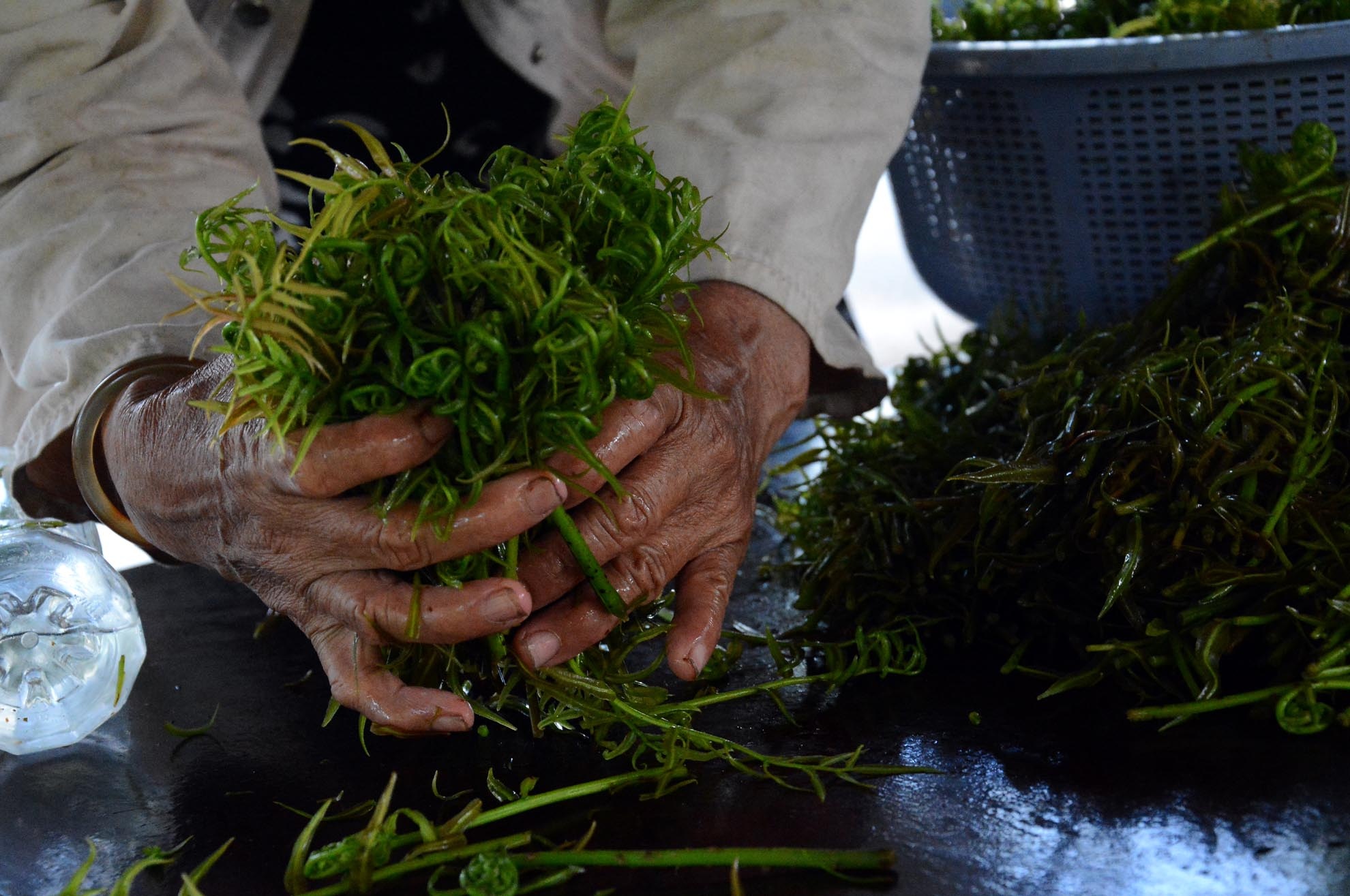 Rau mang về được phân loại và bó thành từng bó nhỏ. Nhiều người trong nội thành Sài Gòn khi gặp có thể mua vài ký để về ăn.