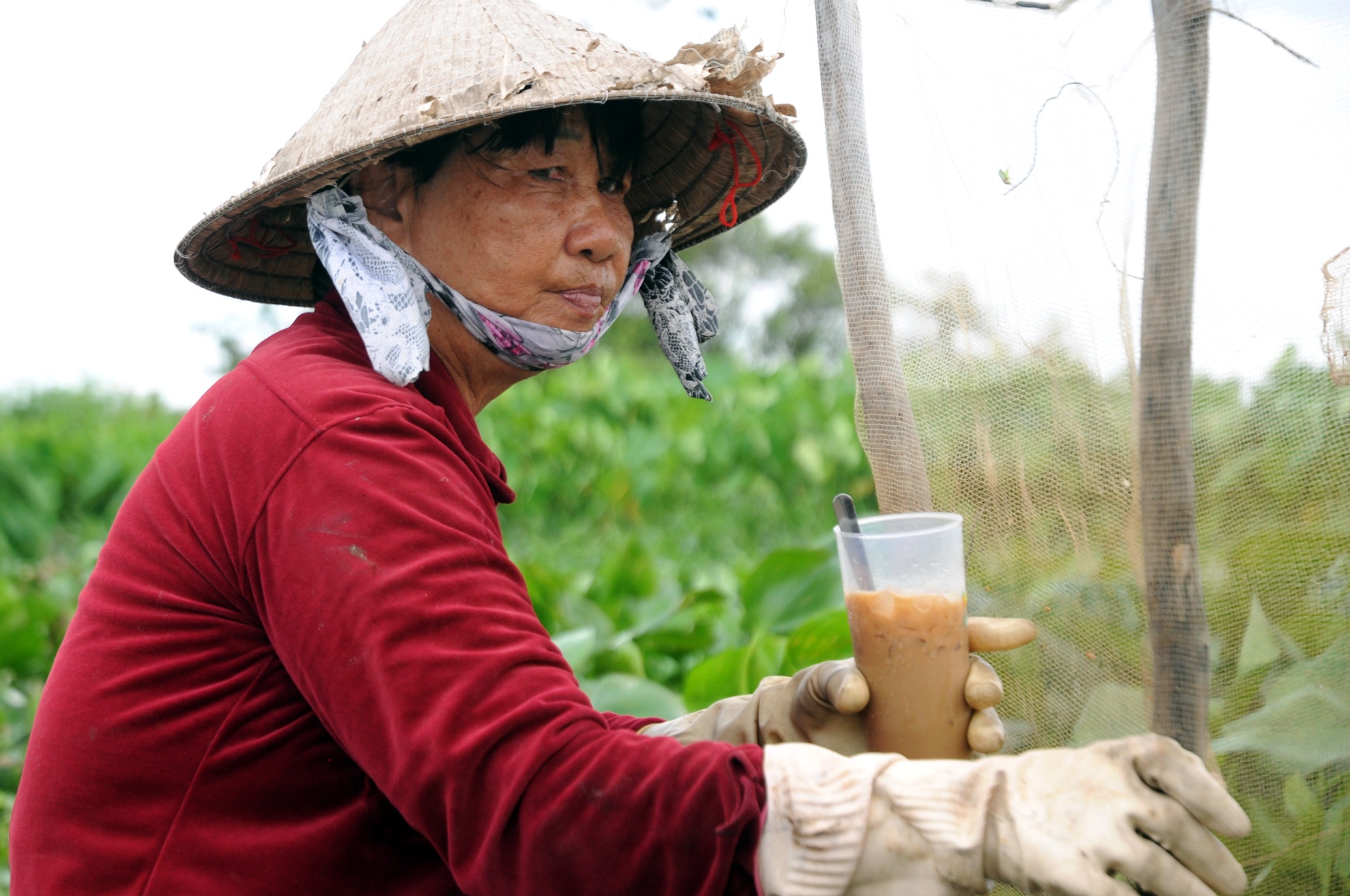 Bản thân bà Huệ mặc phải căn bệnh ung thư vòm họng, mới mổ cách đây ba tháng, nhưng bà vẫn rang đi làm để kiếm tiền.