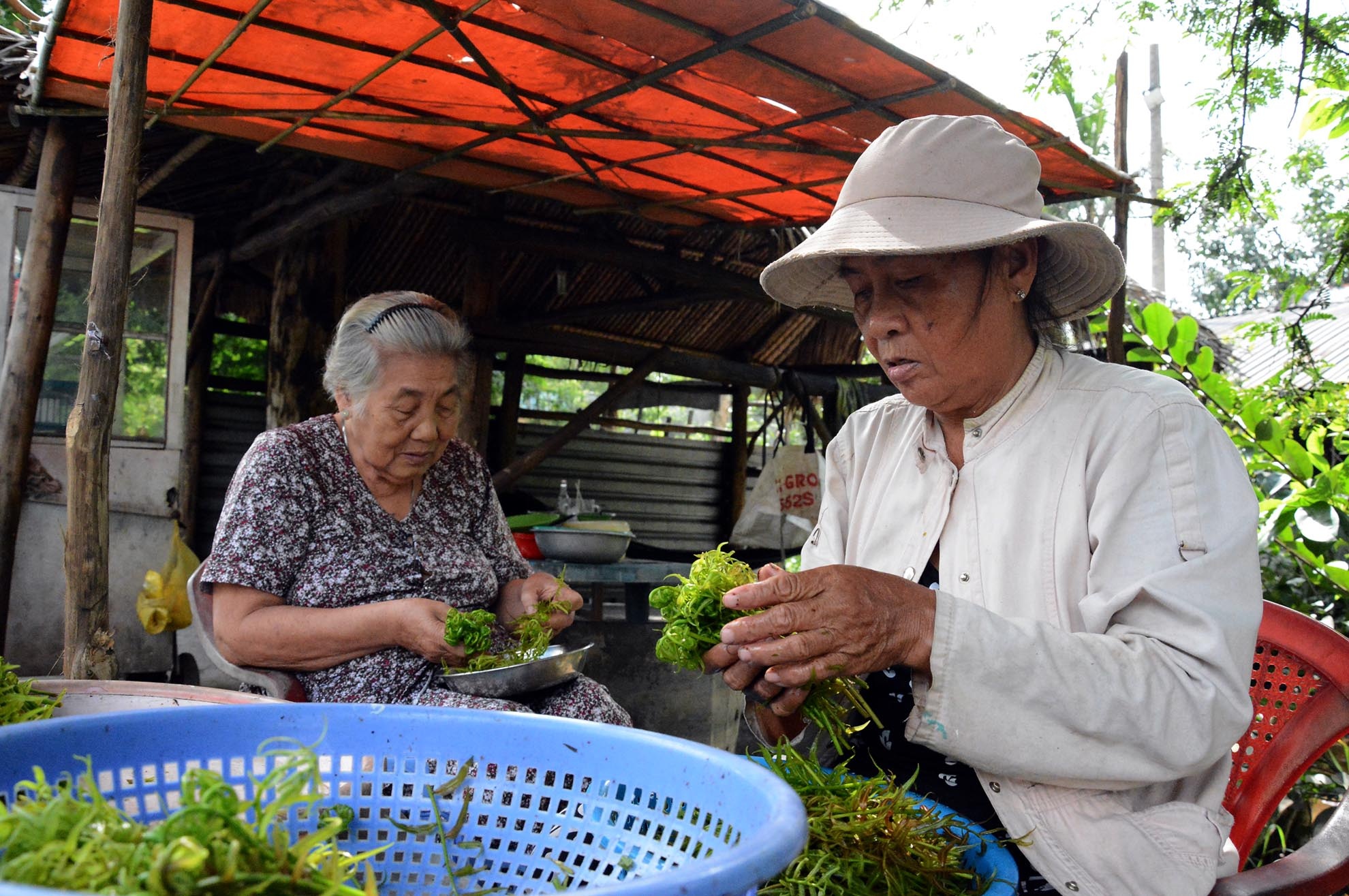 Bà Thuê và những người nông dân ngoại thành Sài Gòn vẫn tiếp tục sống nhờ những cánh rừng, những đọt rau chạy nhỏ bé, tầm thường nhưng là cuộc sống của nhiều người.