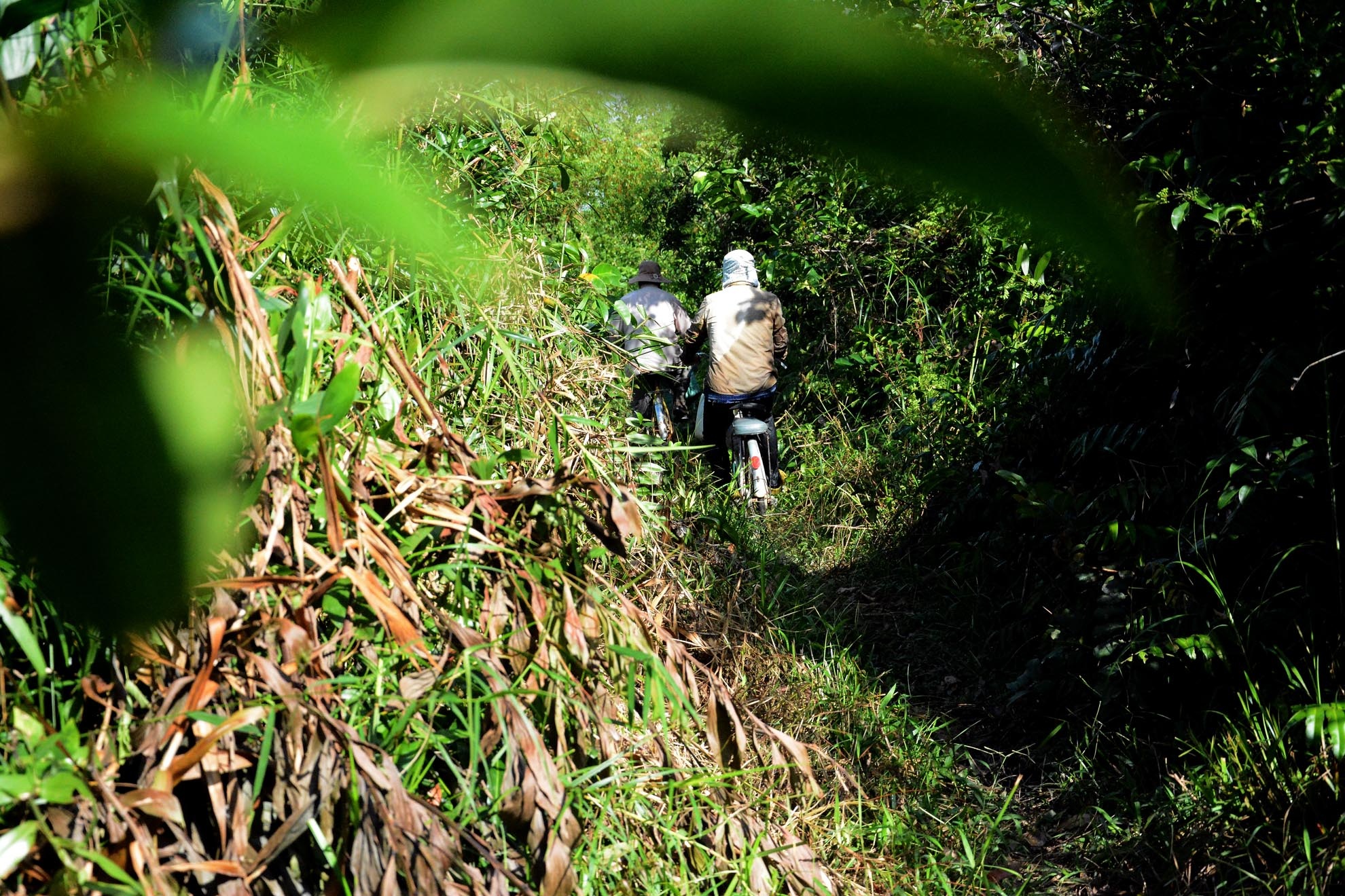 Bà Châu Thị Thuê (57 tuổi) ở ấp 1, xã Lê Minh Xuân – Bình Chánh – TP.HCM làm nghề hái rau chạy hơn 8 năm nay. Hằng ngày cứ 5h30 sáng, cô cùng với nhiều người dân trong ấp lại vào rừng để hái rau chạy đem về bán, kiếm tiền sống qua ngày.