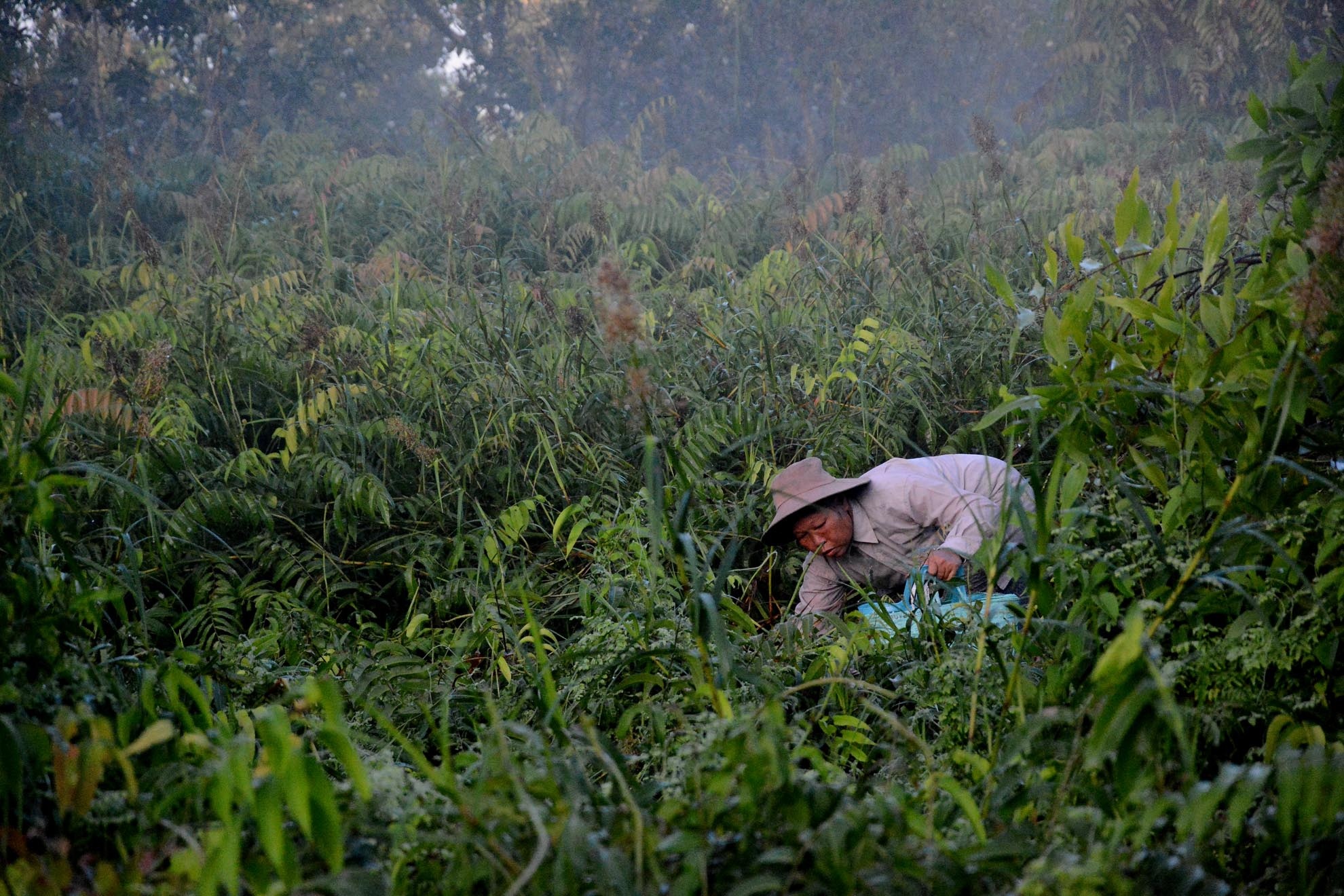 Rau chạy hay rau choại là loại dây leo thuộc họ dương xỉ, rau mọc tự nhiên men trong các cánh rừng nằm ở ngoại thành Sài Gòn và là đặc sản của các tỉnh miền Tây Nam Bộ. Hàng ngày, bà Thuê cùng em gái dậy từ rất sớm rồi vào rừng hái rau từ lúc sương chưa tan.