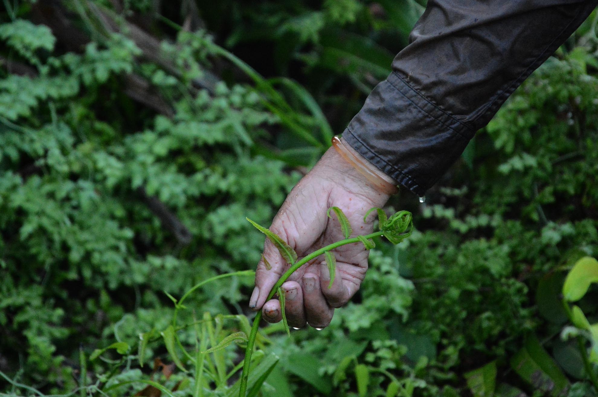 Họ hái rau từ lúc sáng sớm sương chưa tan hết nên quần áo bị thấm nước ướt hết. Công việc của họ tưởng đơn giản nhưng khó nhọc và không phải lúc nào cũng dễ dàng.