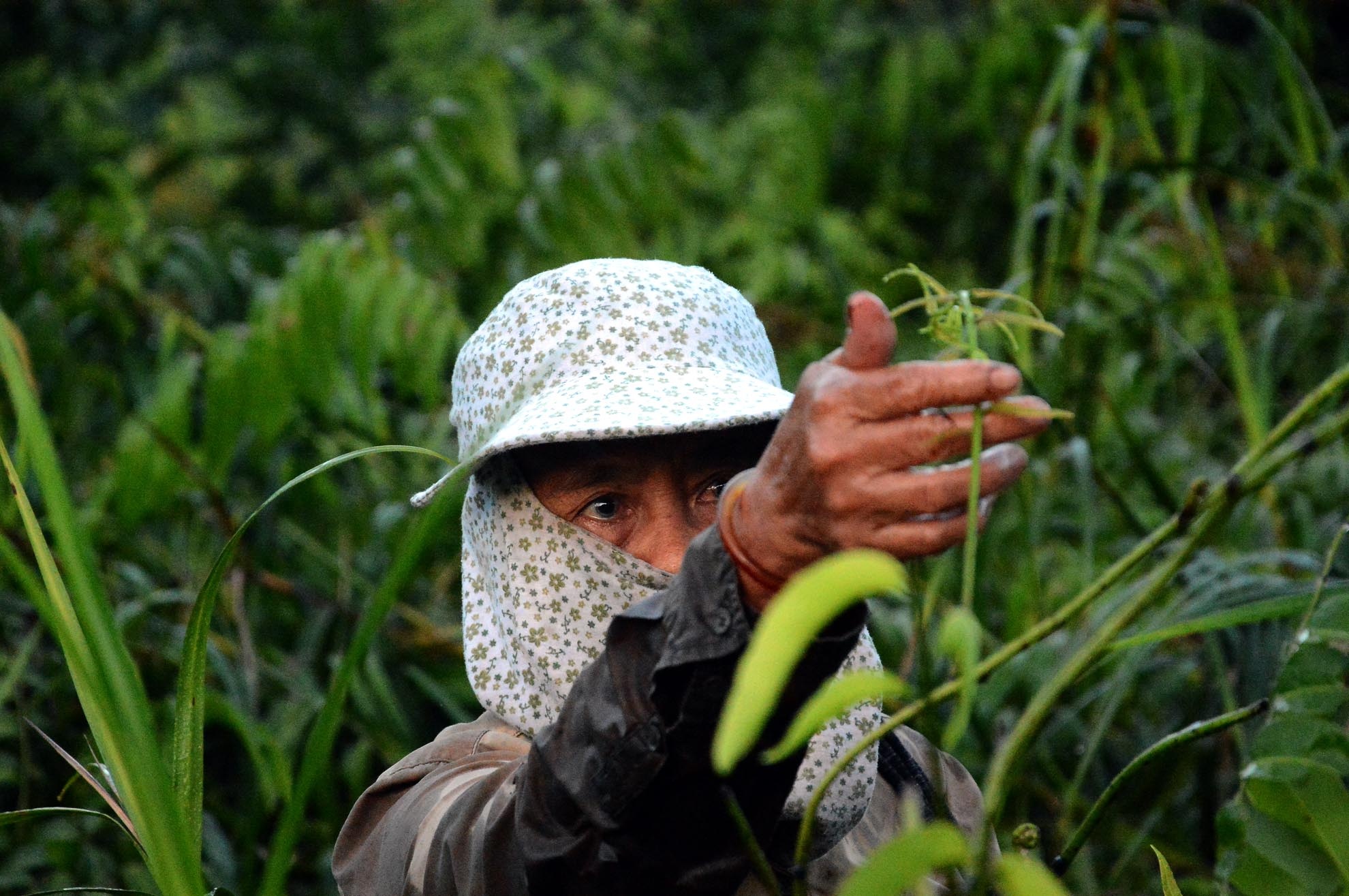Đây là loại rau sạch, sinh trưởng tự nhiên, không sử dụng phân bón, thuốc trừ sâu hay thuốc kích thích tăng trưởng nên được xem là loại rau sạch, được nhiều người tin dùng. 