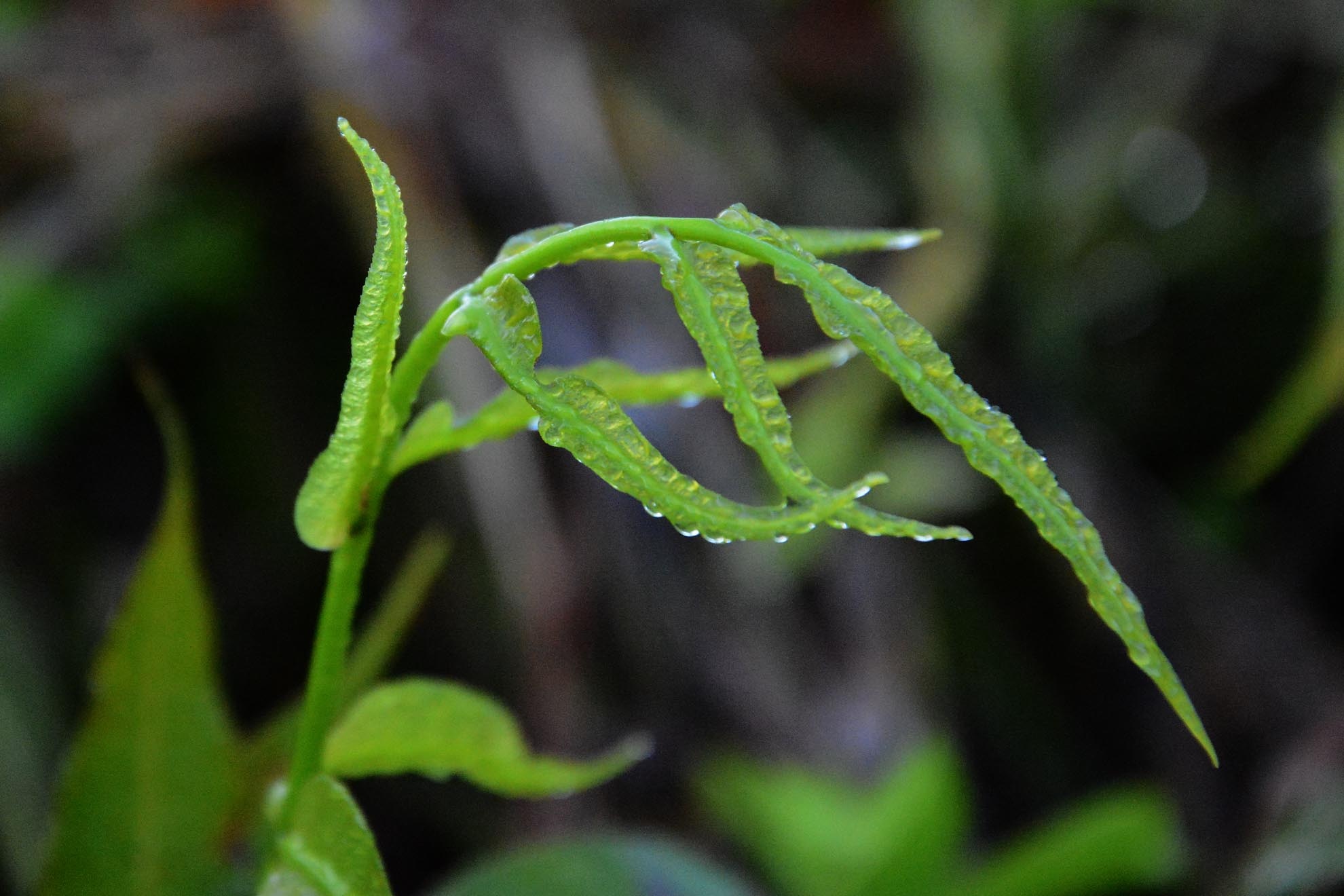 Đọt rau chạy nhặt bỏ những phần bầm, dập, ngâm với nước muối, rửa sạch lại và để ráo, sau đó có thể chế biến thành những món ăn yêu thích.