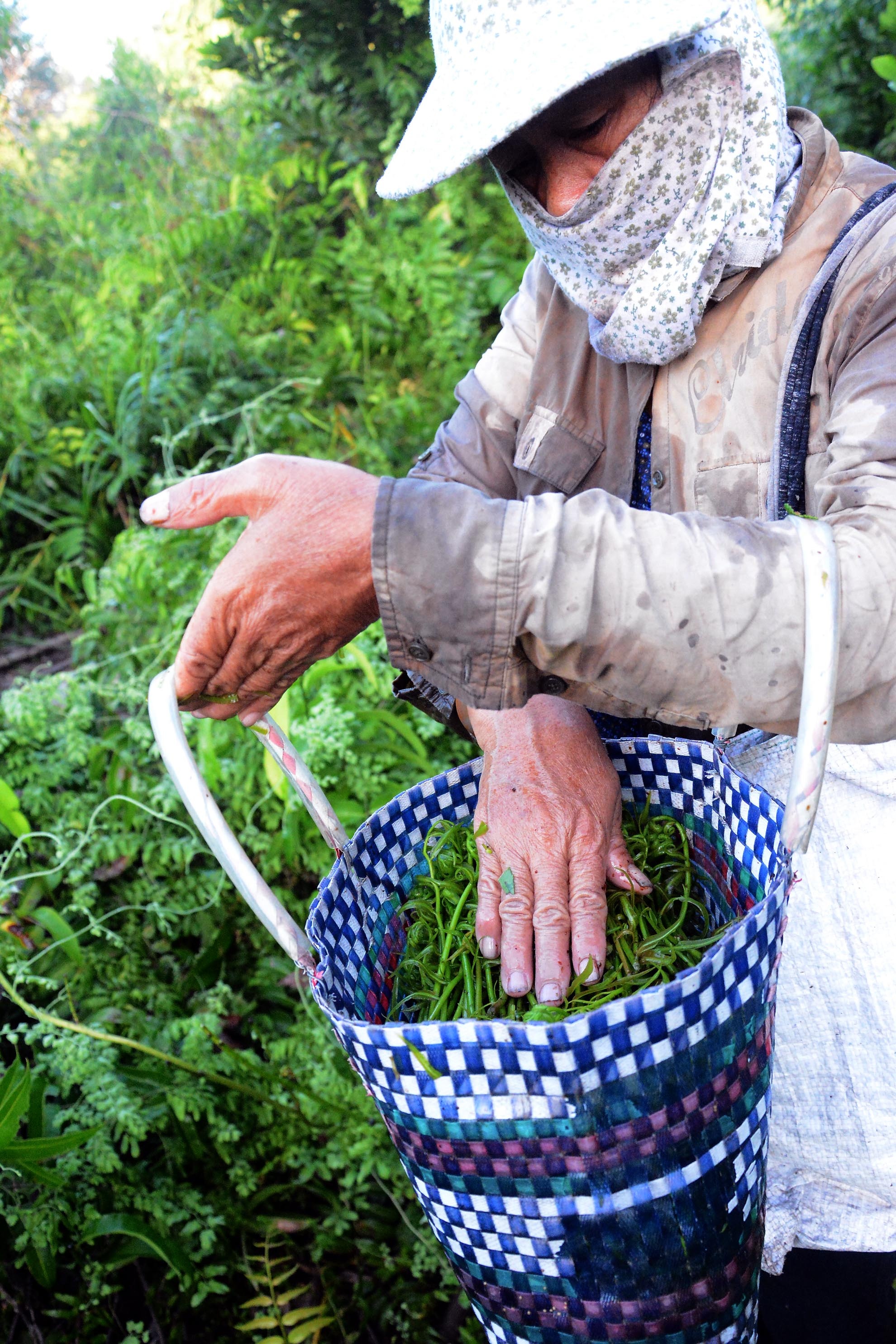 Những người hái rau chạy như bà Thuê có những lãnh địa riêng để khai thác. Mỗi ngày một người có thể hái được cỡ chục kg rau. Mùa mưa, rau nhiều và ngon hơn nên có thể hái được nhiều và bán có giá hơn.