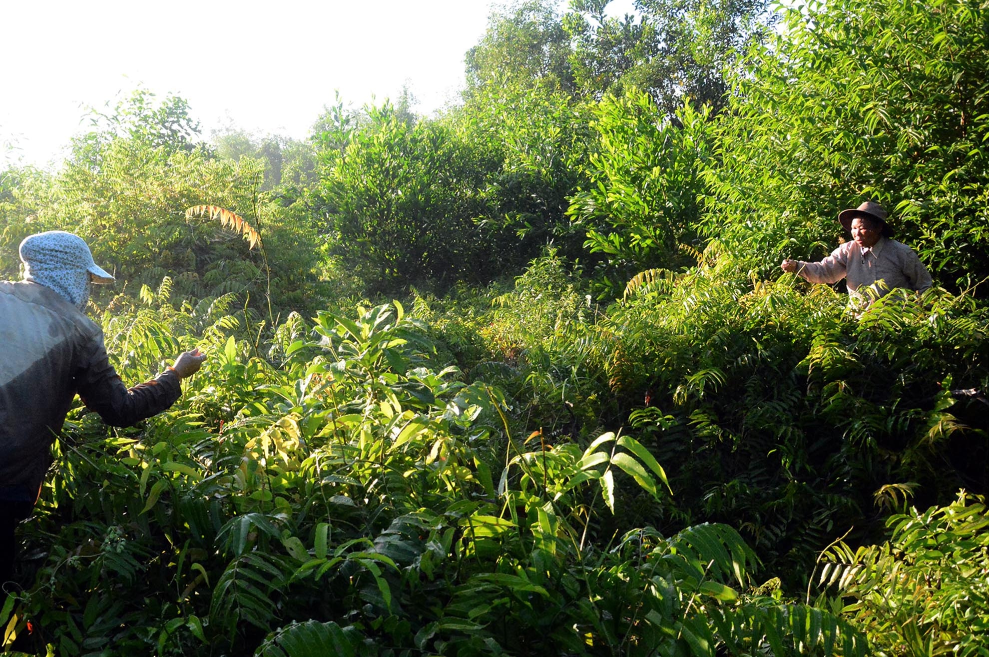 Rau có lá kép hình lông chim chiều dài gần cả mét. Lá non mầu nâu pha lẫn xanh dợt, và trên đầu lá non uốn cong. Rau chạy ngon là loại vừa mới lớn chột bung lá ít thôi, đọt rau chạy là phần non nhất của dây, thường ăn nhớt nhớt. Mùa mưa là mùa rau chạy non mơn mởn, chột hay ngó đều ngon không có vị chát như khi trời nắng nóng.