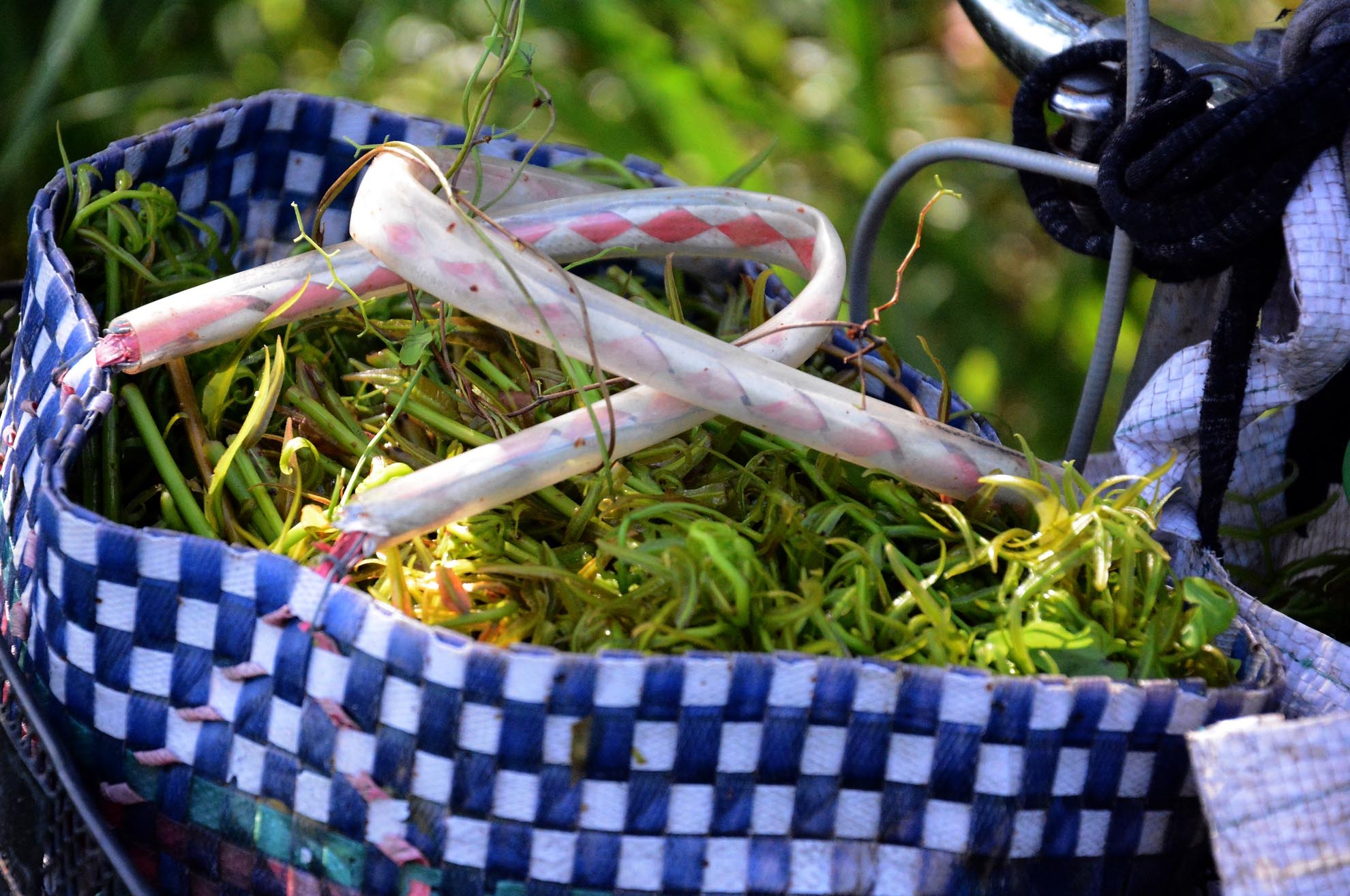 Nắng lên là lúc người hái rau chạy chuẩn bị rời những cánh rừng để trở về nhà bán rau.