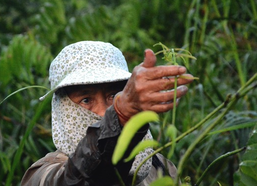 Kiem song bang nghe hai rau choai o ngoai thanh Sai Gon hinh anh