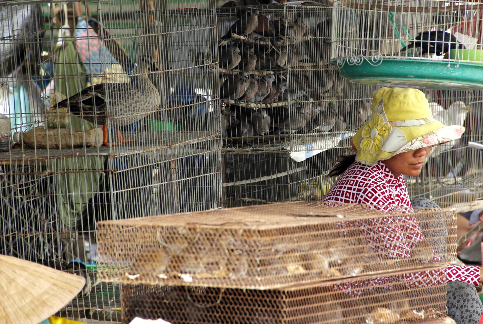 Chợ chim trời này hoạt động công khai giữa thanh thiên bạch nhật dù họ có bán cả những loài chim cấm khai thác, bẫy bắt trong tự nhiên. Người mua, kẻ bán đều hỉ hả trong tiếng kêu yếu ớt, thê thiết của bầy chim hiền lành bị treo ngược trước quán.