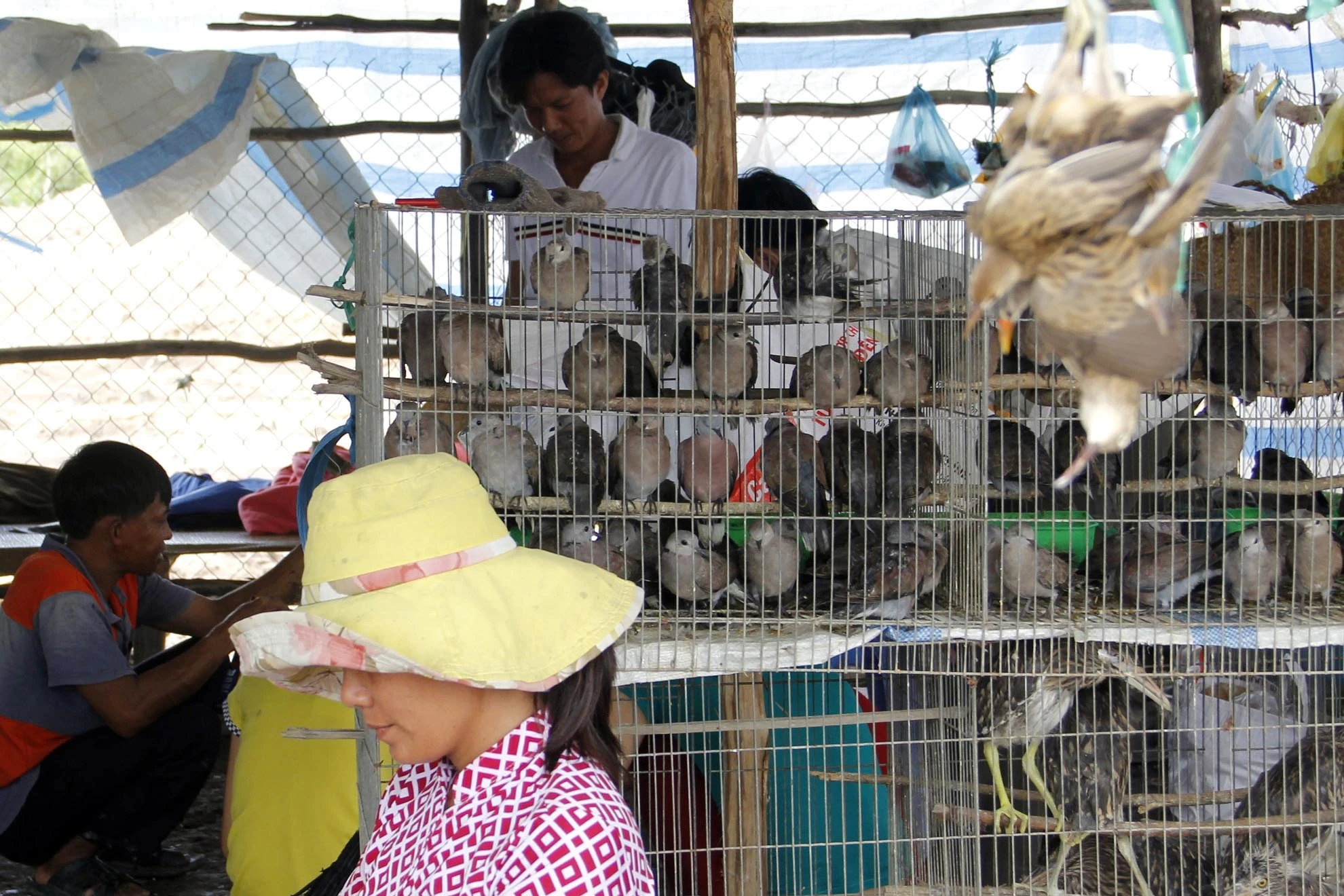 Vào mùa nước nổi cùng là mùa sinh sôi nảy nở của các loại chim như cu đất, cu gáy, le le, cò, vạc, điêng điểng, đến các loại chim nhỏ như ri, sẻ, dồng dộc, sáo… người dân sẽ đi đặt bẫy bắt và bán lại cho các lái.