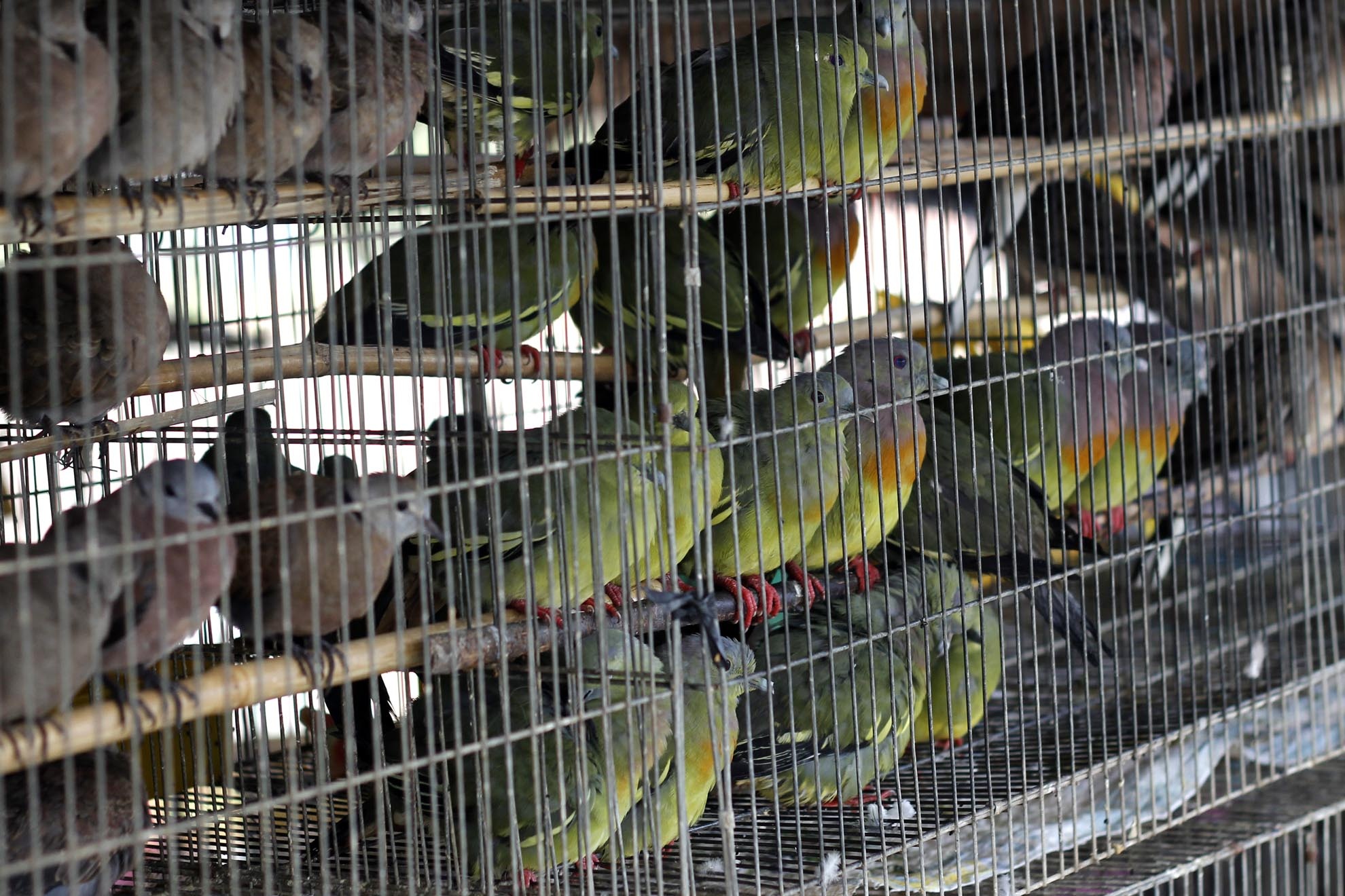 Cu gáy, cu đất là loại được ưa thích nhất, nên hầu như gian hàng nào cũng có, số lượng đến hàng trăm con.