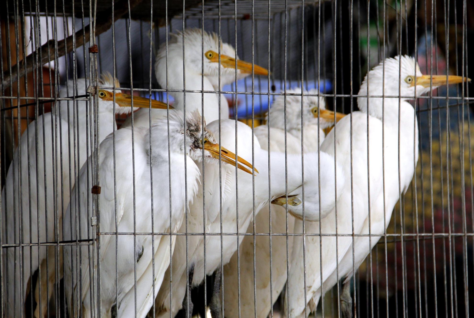 Và cả những chú cò trắng hiền lành cũng bị cắt cánh, nhốt trong những chiếc lồng chật chờ khách mua về làm thịt hay nuôi thả trong vườn.