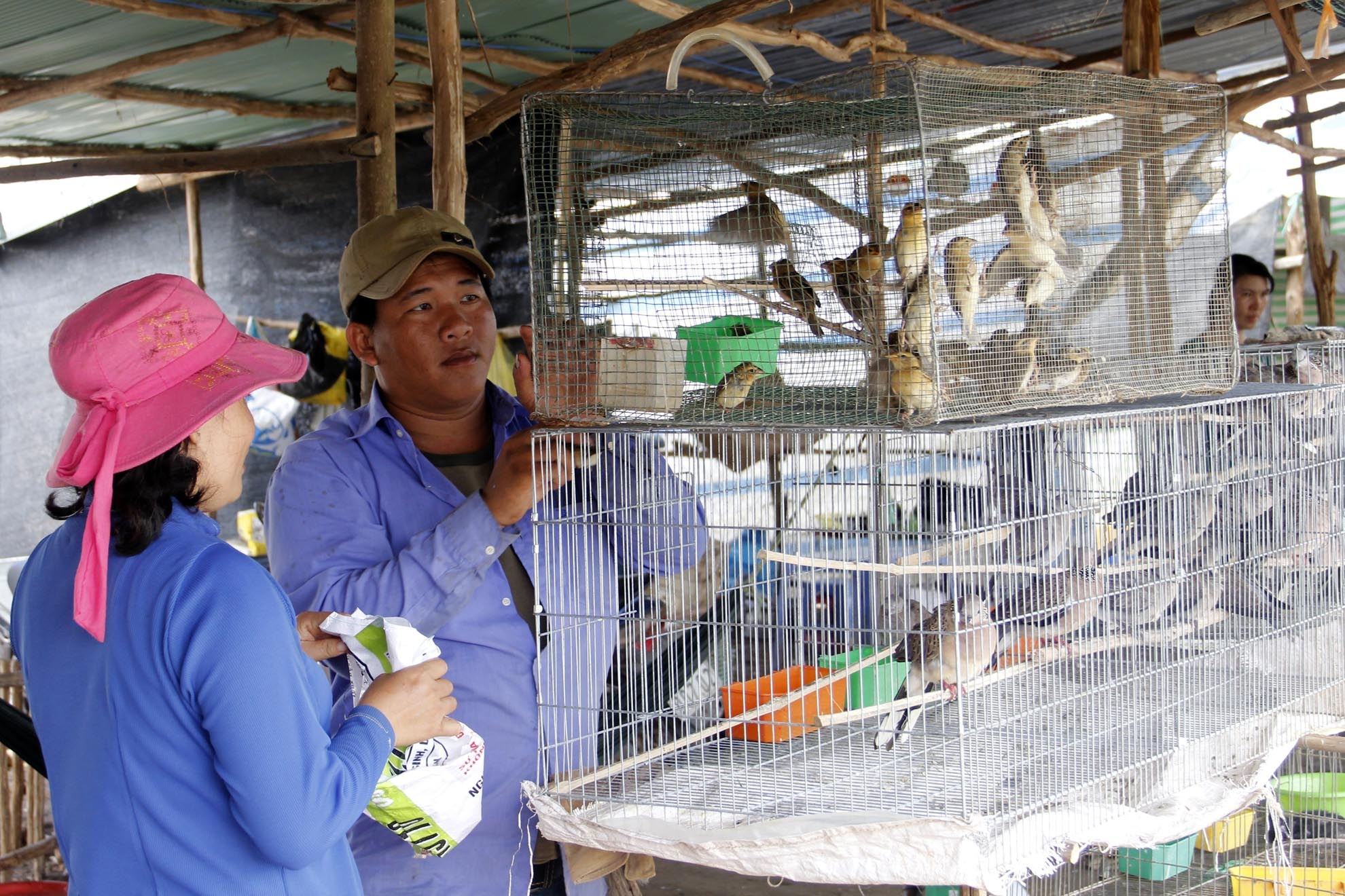 Gia đình nhà anh Thanh lại chuyên bán các loại chim để làm cảnh, nhiều nhất là chim dồng dộc, hồng yến, yến phụng, sáo đất  và cu đất loại đã biết gáy.