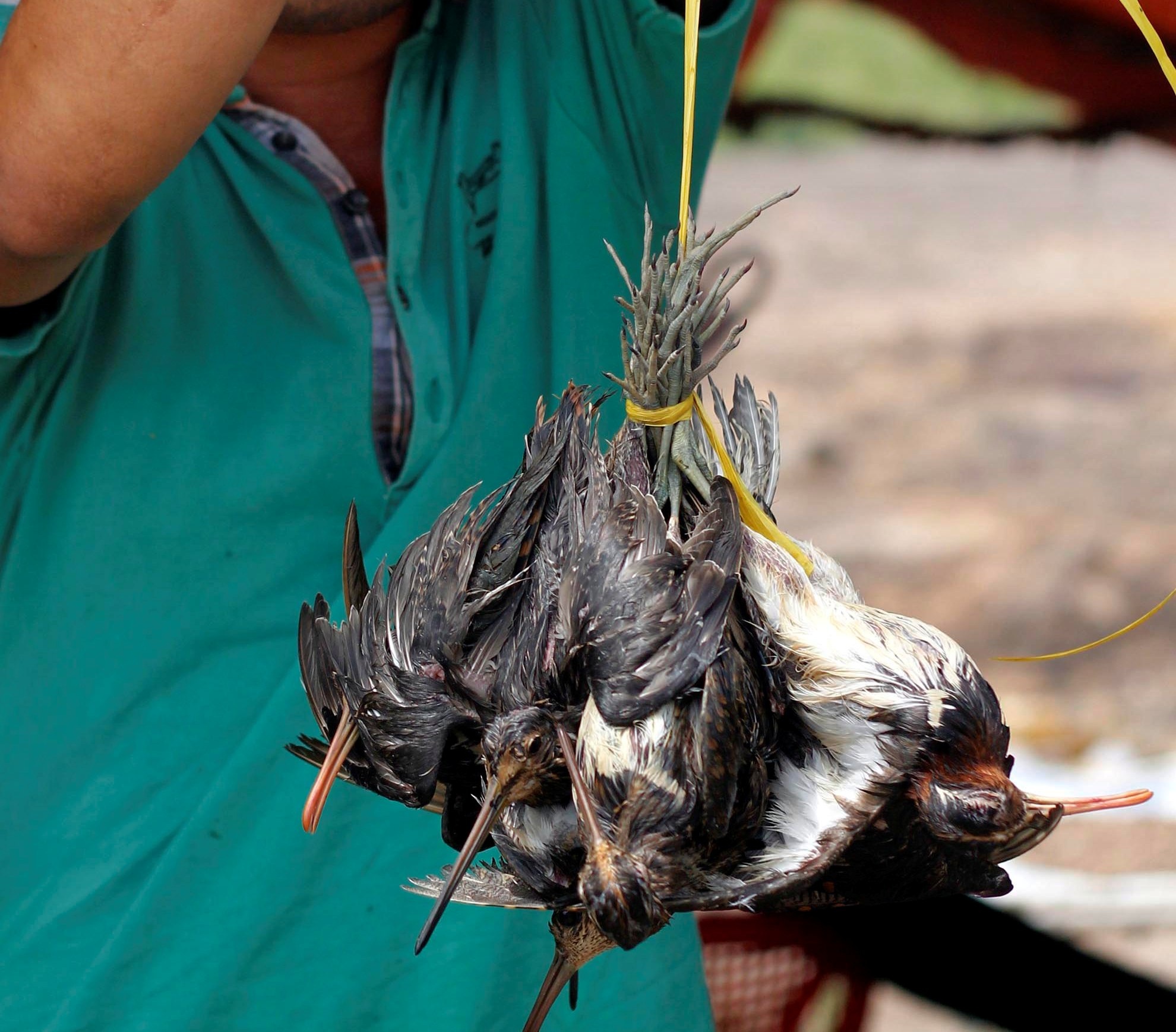 Cho chim troi 20.000 dong/con o cua ngo Sai Gon hinh anh