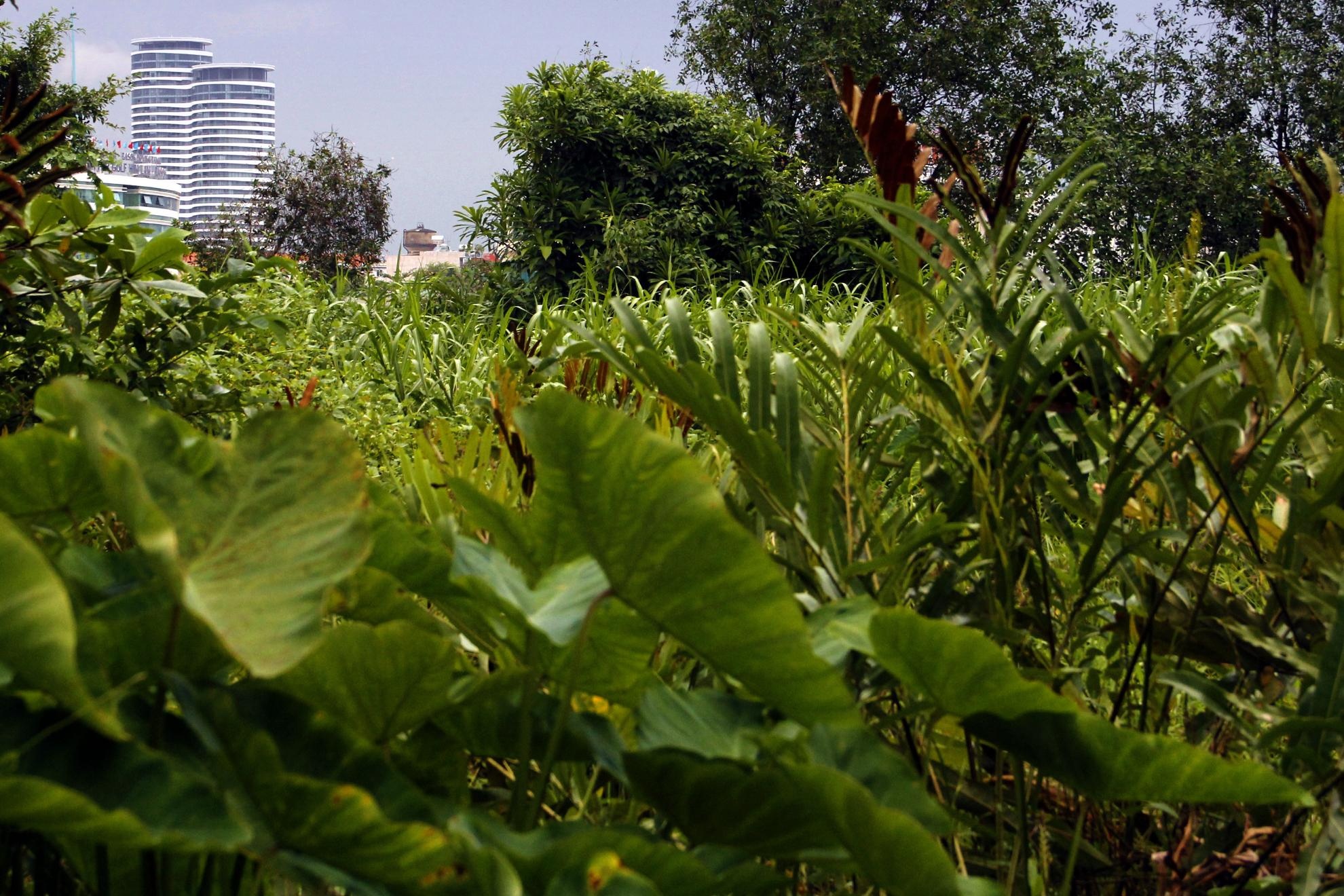 Với một Thành phố Hồ Chí Minh hiện đại, náo nhiệt và nhiều nhà cao tầng thì ít ai có thể hình dung được vẫn còn một nơi hoang vu như thế này.