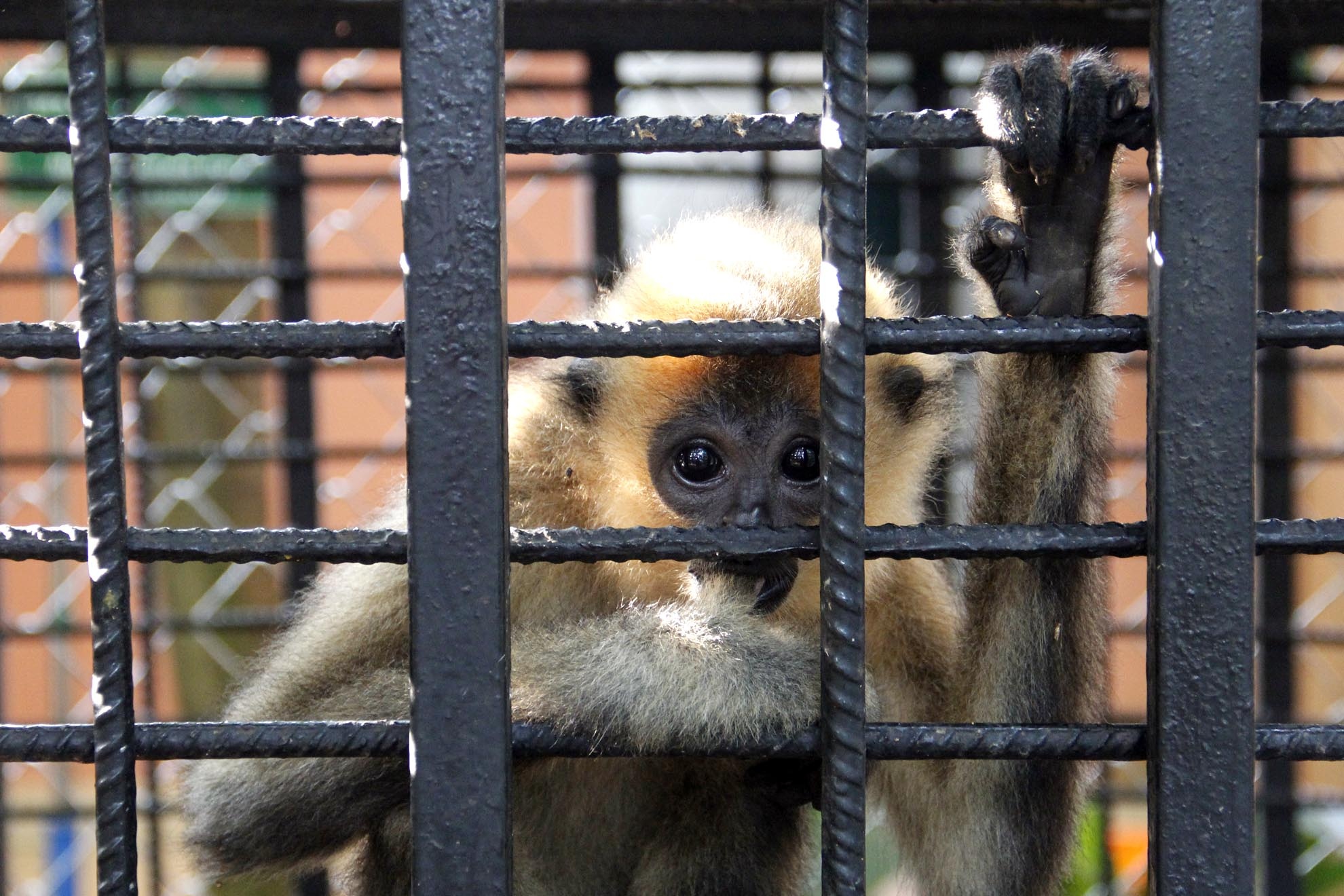 Cá thể Vượn má vàng Do đội kiểm lâm cơ động và PCCC rừng – chi cục kiểm lâm tp HCM tịch thu của người nuôi giữ trái phép ở quận 9 tp HCM. Khi tiếp nhận cá thể này còn non (khoảng 01 tuổi), ốm yếu do suy dinh dưỡng, hiện nay cá thể này đã khỏe lại và phát triển bình thường