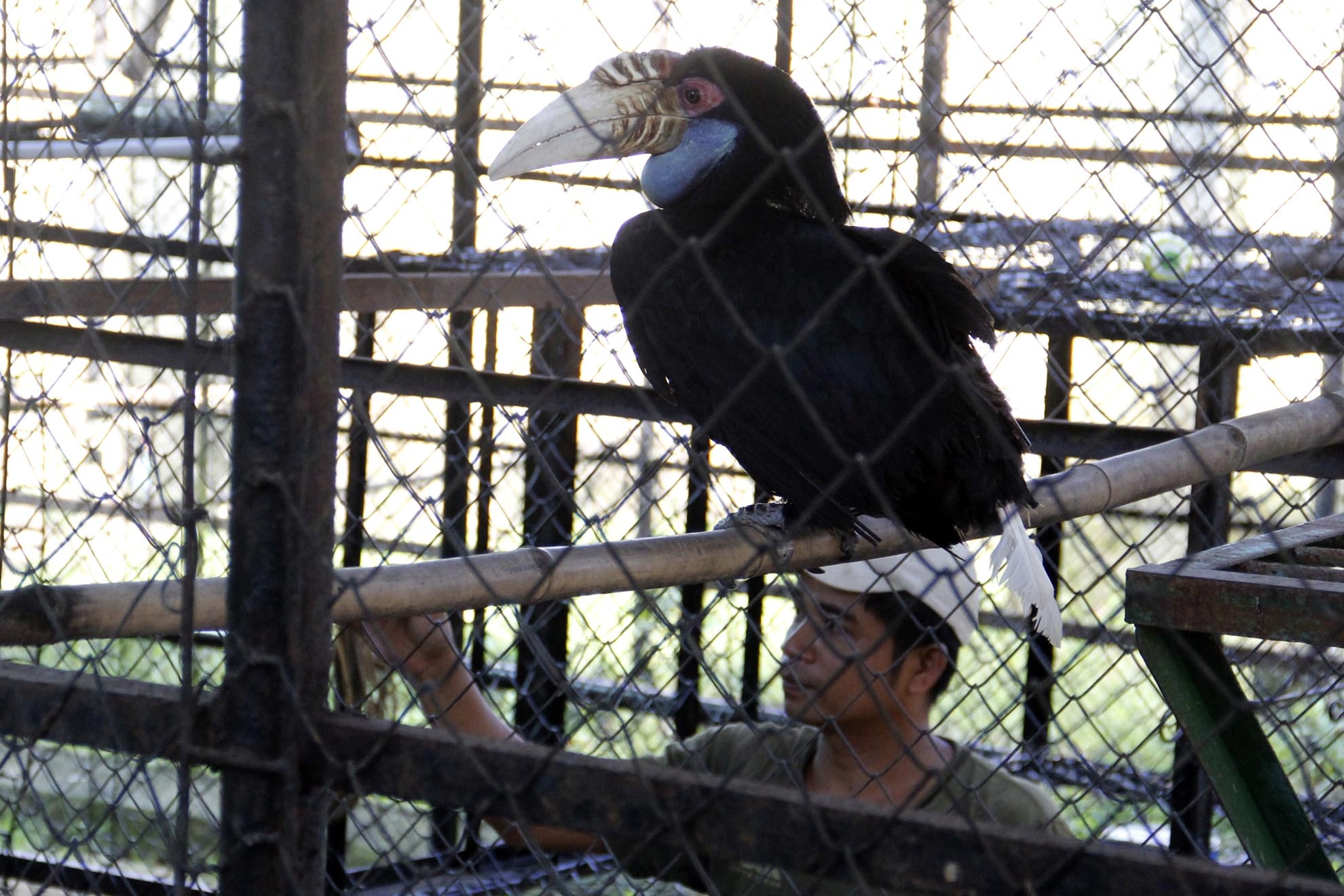 Niệc mỏ vằn do anh Quản Trọng Hoàng 145/17 quận 9 tp HCM mua lại từ đối tượng buôn bán trái phép và tự nguyện giao nộp lại cho trạm để cứu hộ. Khi tiếp nhận cá thể này yếu, lông đuôi không có, lông cánh bị cắt nên không bay được, khớp chân sưng phù. Hiện nay tình sức khỏe đã bình thường, lông đuôi và cánh đã bắt đầu mọc lại.