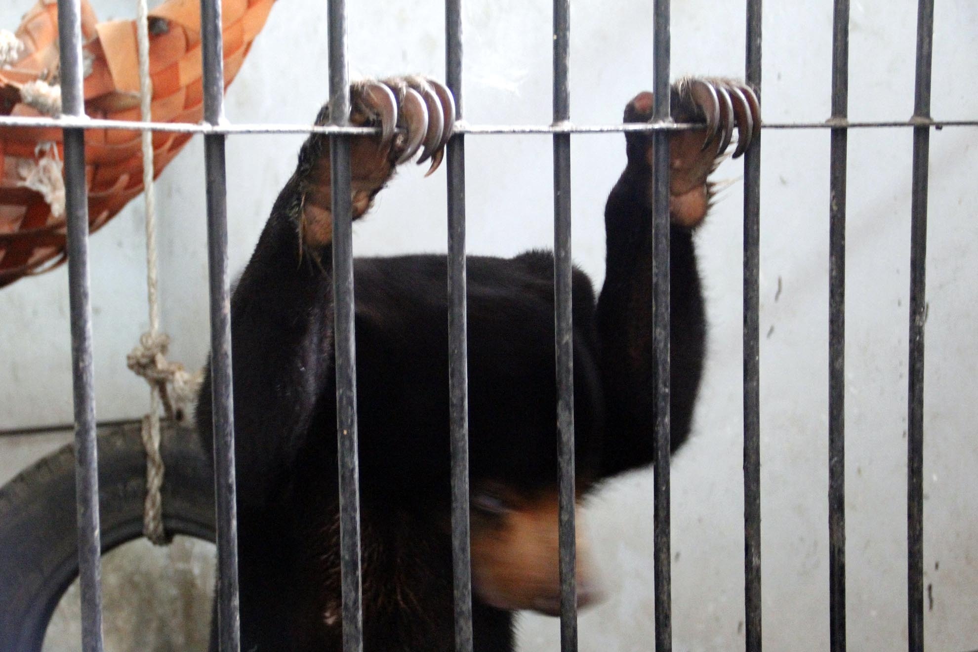 Hiện nay trạm cứu hộ ở Củ Chi là trạm cứu hộ duy nhất của Sài Gòn với hơm 200 loài được chăm sóc tại đây. Chú gấu chó này khi tiếp nhậnbị một vết thương ở môi và cằm dưới rất nặng, gần như toàn bộ môi va hàm dưới bị hoại tử máu mủ dính đầy miệng và hoàn toàn kiệt sức, chỉ nặng 27kg. Sau hai thángđược chăm sóc thú y và dinh dưỡng vết thương đã lành hẳn, trọng lượng phục hồi đến 40kg.