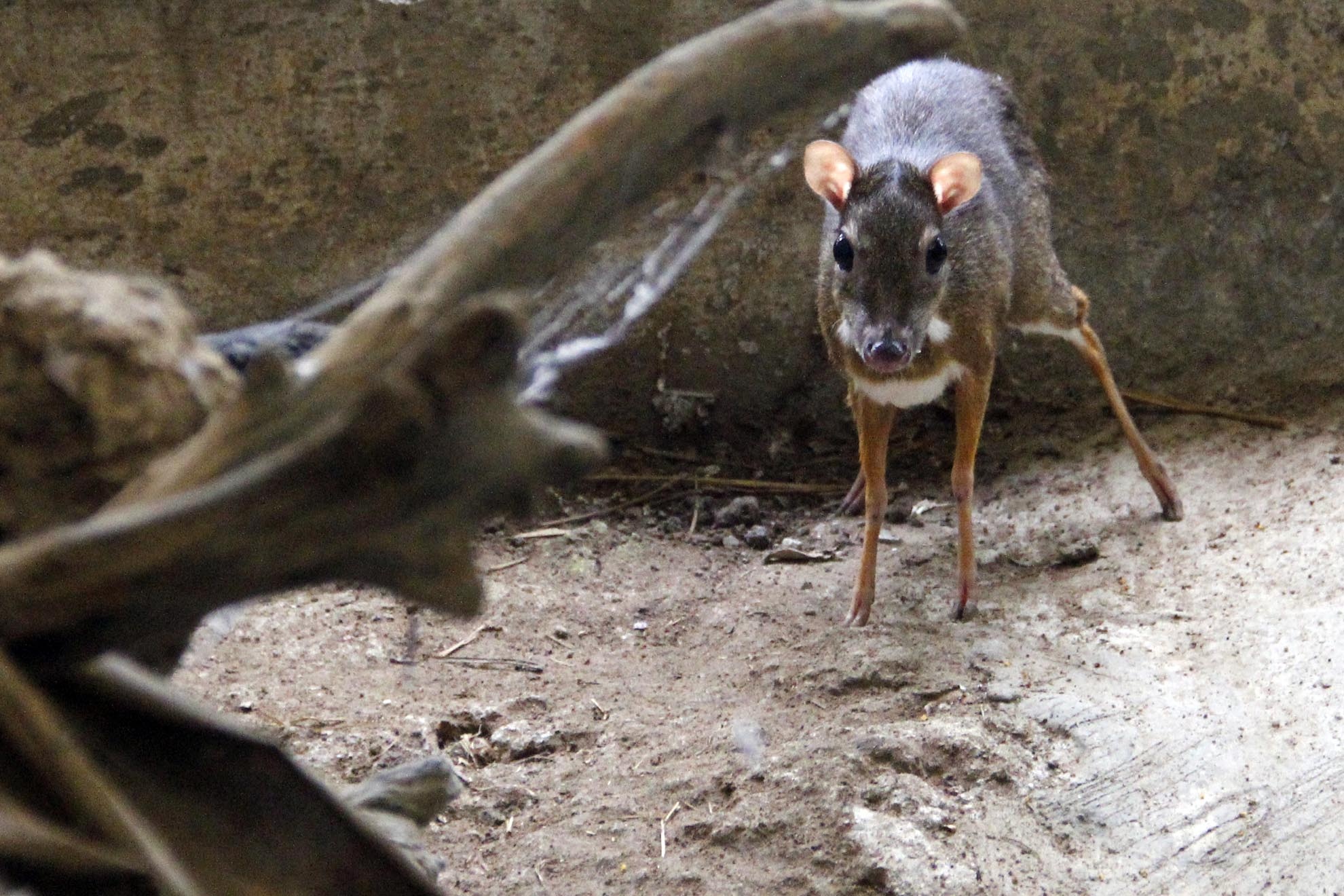 Chú Cheo Cheo được ông Nguyễn Văn Hòa quận 9, tự nguyện giao nộp cho trạm để cứu hộ, Khi tiếp nhận đây là một cá thể còn non sức khỏe bình thường, Hiện nay cá thể này đã trưởng thành trạm đang lên kế hoạch để thả về thiên nhiên