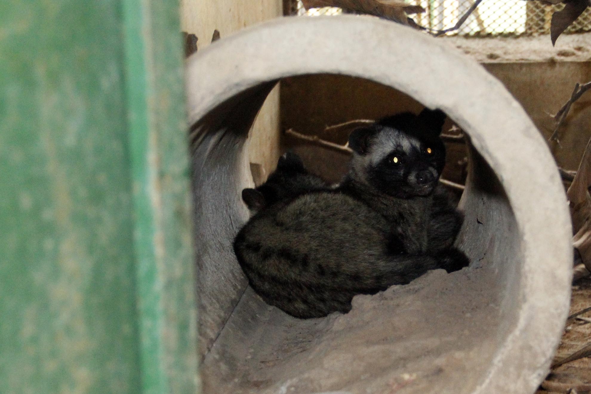 Tháng 8/2014 đội 3 phòng cảnh sát phòng chống tội phạm về môi trường tịch thu của người buôn bán động vật hoang dã trái phép chú cầy hương này và mang đến trạm cứu hộ Củ Chi. Khi tiếp nhận số cá thể cầy vòi hương này bị khủng hoảng nặng bỏ ăn, và bị một số vết thương ngoài da, sau khi được chăm sóc thú y và được cung cấp chế độ dinh dưỡng hợp lý nên hiện nay các cá thể này đã hồi phục hoàn toàn, trung tâm lên kế hoạch thả về tự nhiên trong thời gian tới.