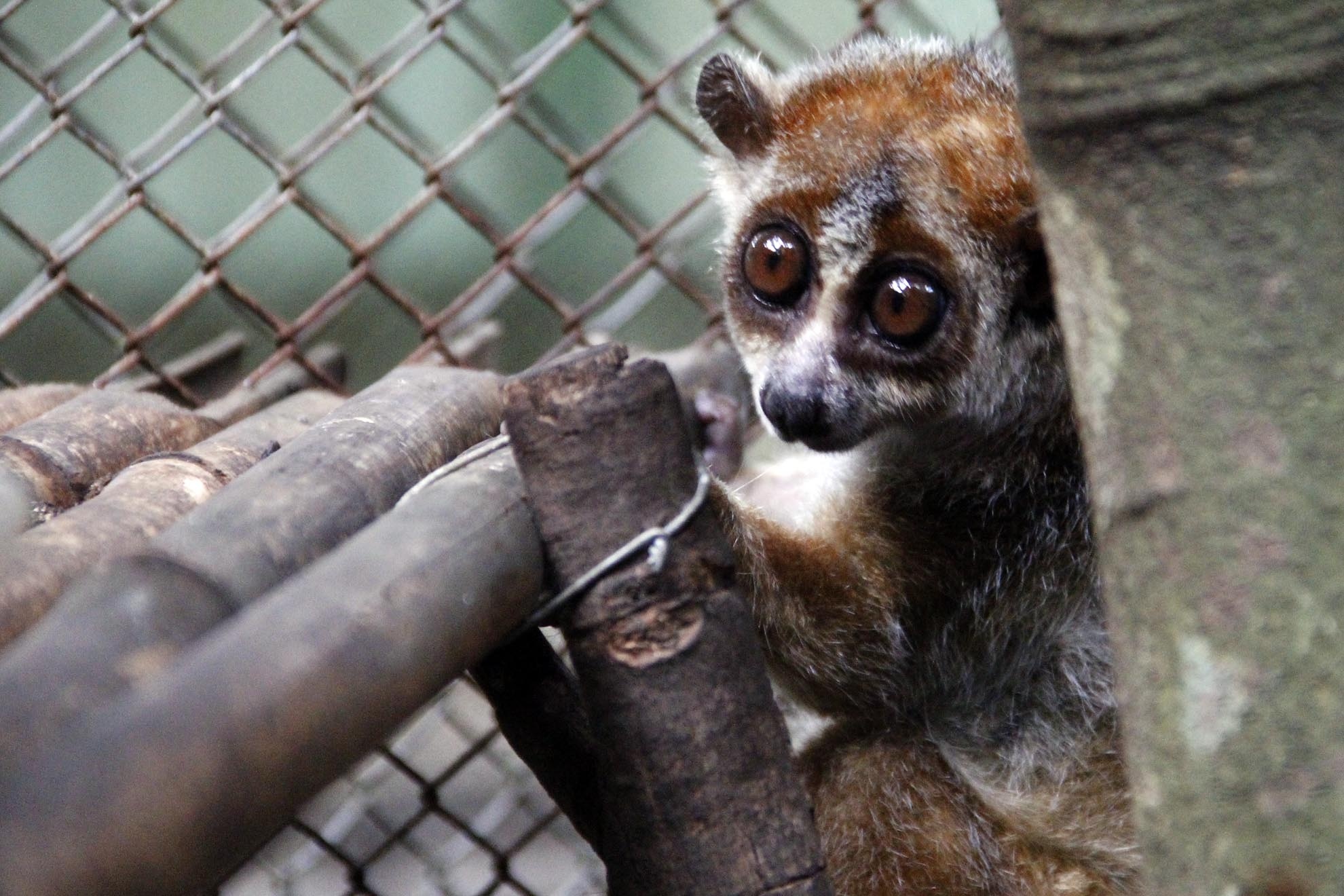 Culi nhỏ là loại động vậy quý hiếm được đưa vào sách đỏ bảo tồn, việc nuôi giữ trái phép là vi phạm pháp luật. Cá thể này được chị Lê Thị Hồng Như ở quận 10 tp HCM tự nguyện giao nộp cho trạm cứu hộ Củ Chi.