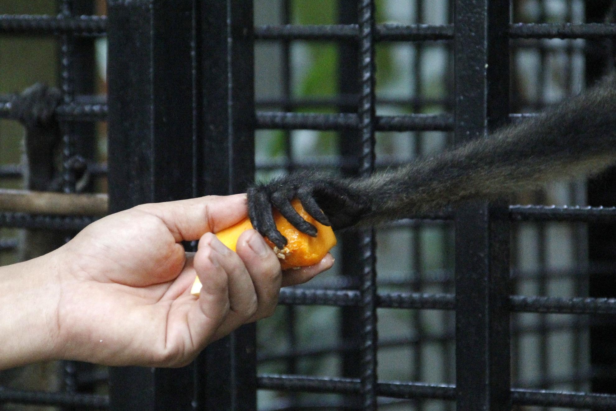Một con Voọc chìa tay nhận thức ăn từ nhân viên của trạm cứu hộ đông vật hoang dã. Khi bị bắt và giam cầm, chúng không được nuôi dưỡng đúng cách nên rất ốm yếu.