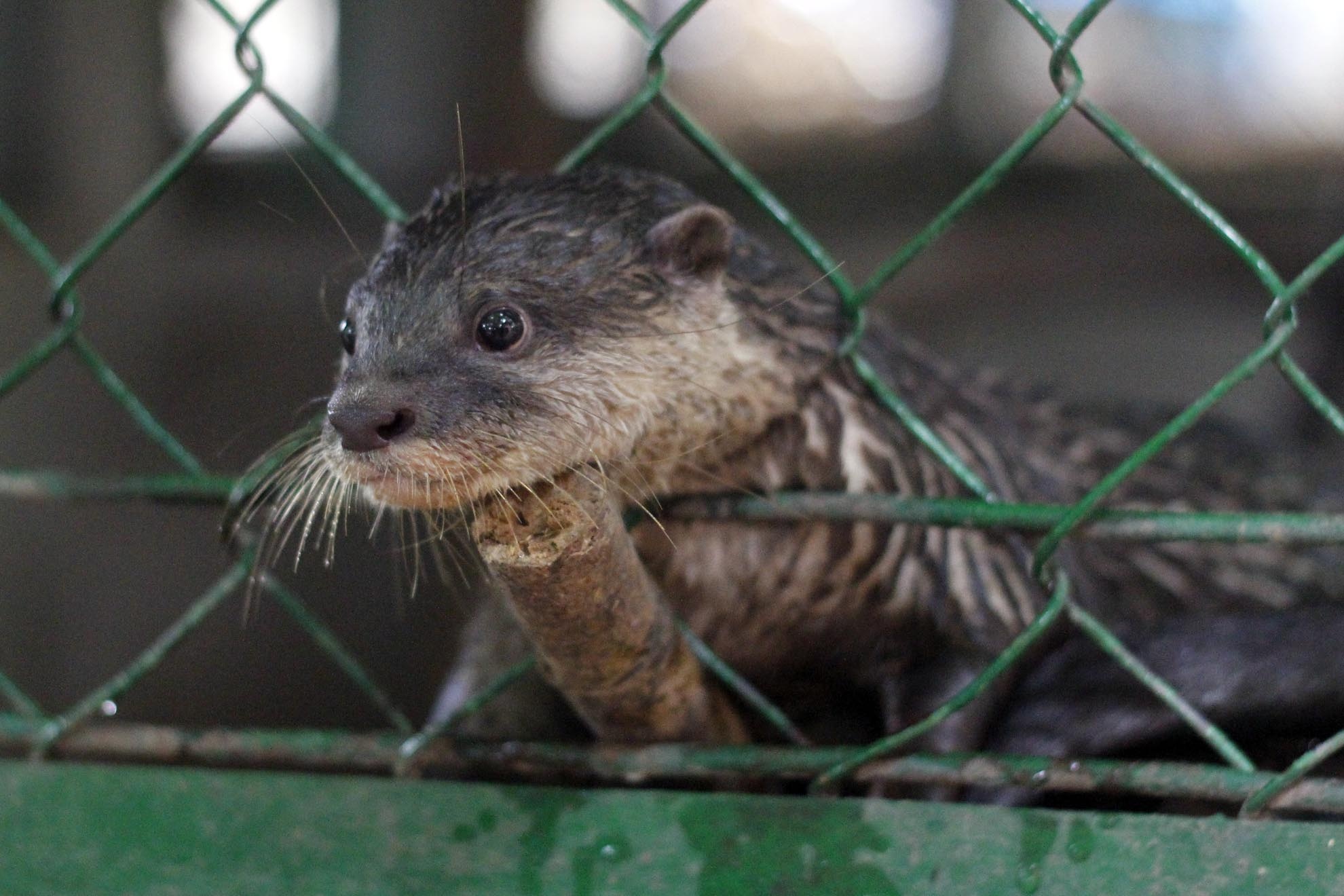 Chú Rái cá vuốt bé này do công An môi trường quận 3 tp HCM tịch thu của đối tượng buôn bán trái phép giao cho trạm cứu hộ. Khi tiếp nhận cá thể này bị khủng hoảng và suy dinh dưỡng nặng vì con non còn đang bú mẹ, sau một thời gian dài chăm sóc kỹ lưỡng đến nay cá thể rái cá này đã trưởng thành sức khỏe rất tốt và đang được cho nhập chung đàn và sẽ thả lại về tự nhiên.