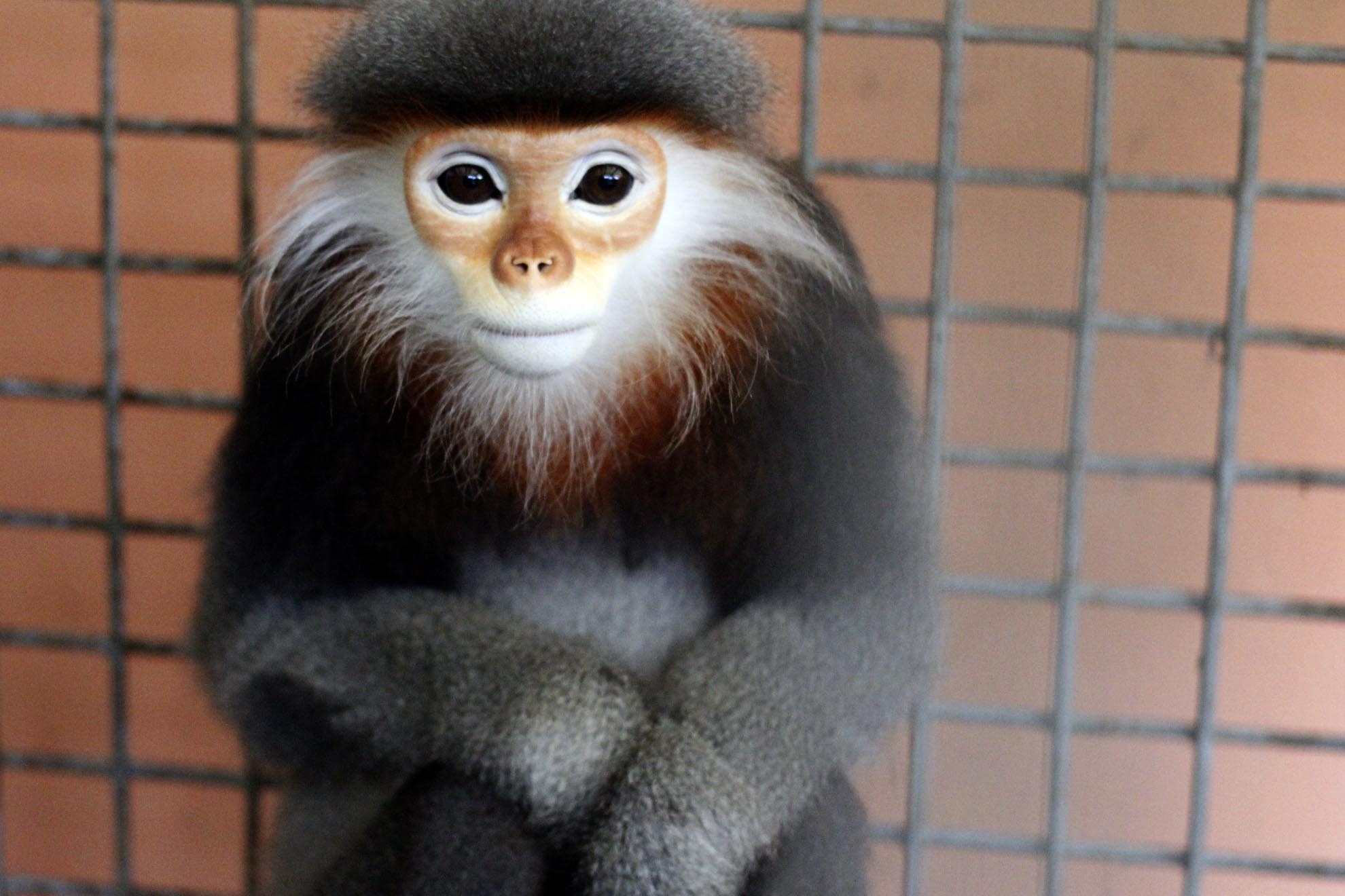 Trường hợp chú vooc chà vá chân xám này rất tội nghiệp. Trung tâm tiếp nhận từ trung tâm cứu hộ bảo tồn & phát triển sinh vật rừng vườn quốc gia Chư Mom Ray – Kontum. Cá thể này khi tiếp nhận bị hoảng sợ cùng cực, rất yếu, bỏ ăn, cánh tay phải không cử động được do vướng vào bẩy dây làm đứt gân tay. Hiện nay, ăn uống bình thường, linh hoạt hơn. Đặt biệt cá thể này sẽ không thả về môi trường sống ngoài thiên nhiên được do cánh tay bị đứt gân (liệt), nên sẽ được chăm sóc nhằm phục vụ cho công tác tuyên truyền và giáo dục.