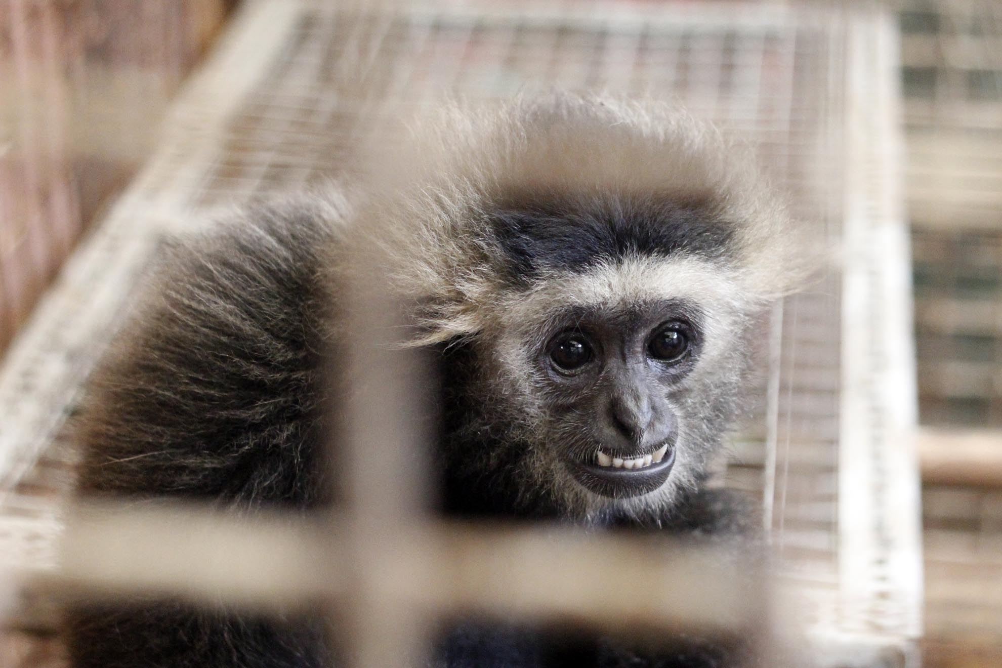 Vượn tay trắng  do phòng cảnh sát Môi Trường Tân Biên, Tây Ninh tịch thu của đối tượng gây nuôi và buôn bán trái phép sau đó chuyển giao cho Trạm để cứu hộ. Trường hợp này rất đặc biệt vì cá thể vượn tay trắng không phân bố ở Việt Nam, trên thế giới chỉ được tìm thấy ở các nước lân cận như Lào, Campodia và Thailand. Tình trạng sức khỏe tốt. Đây cũng là một trong những trường hợp đặc biệt mà trạm sẽ lưu nuôi cá thể này ở trạm nhằm phục vụ cho công tác tuyên truyền về vấn nạn buôn bán động vật hoang dã xuyên biên giới rất phổ biến hiện nay.