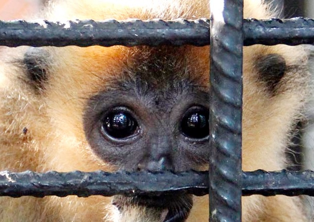 Anh mat am anh cua thu hoang o tram cuu ho dong vat hinh anh