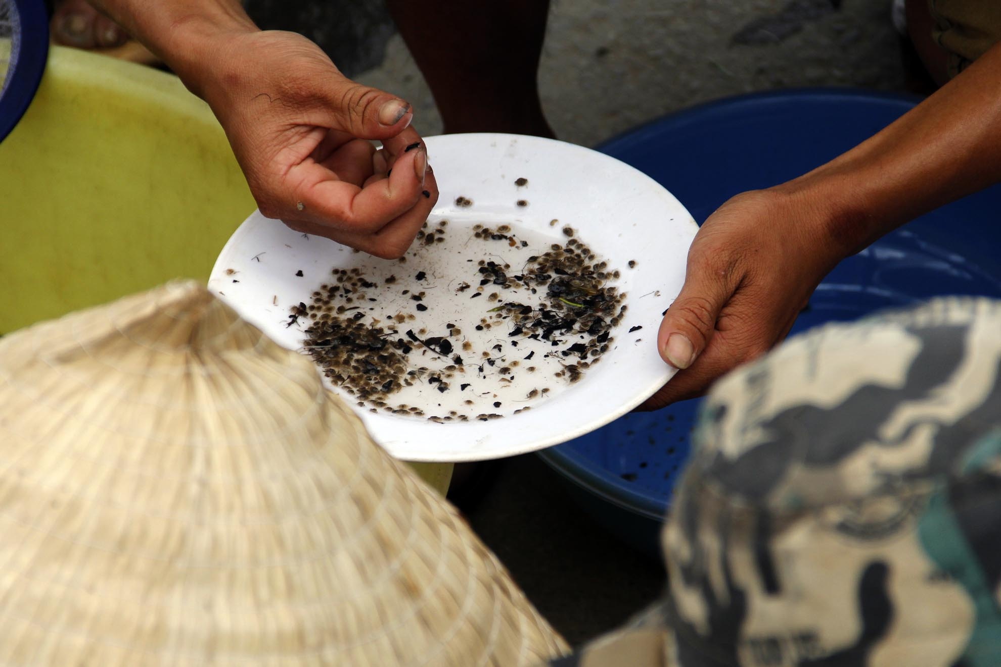 Việc bắt cua rất cực nhọc và người dân làm nghề này hầu hết là người nghèo, khó khăn nên họ rất kỹ càng, đếm  không để thiếu sót. 