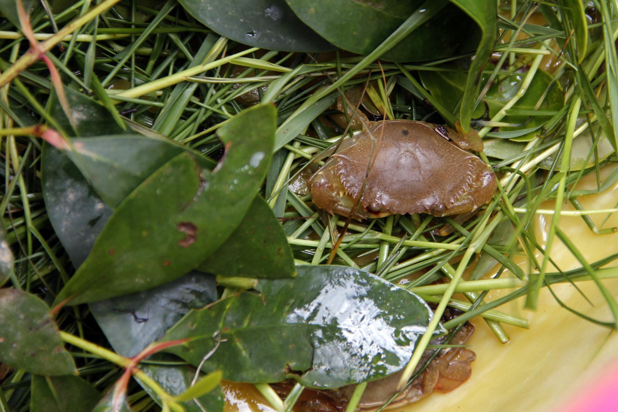 May mắn xiệp được cua lớn sẽ có giá cao hơn, từ 2000/con đến 7000/con.